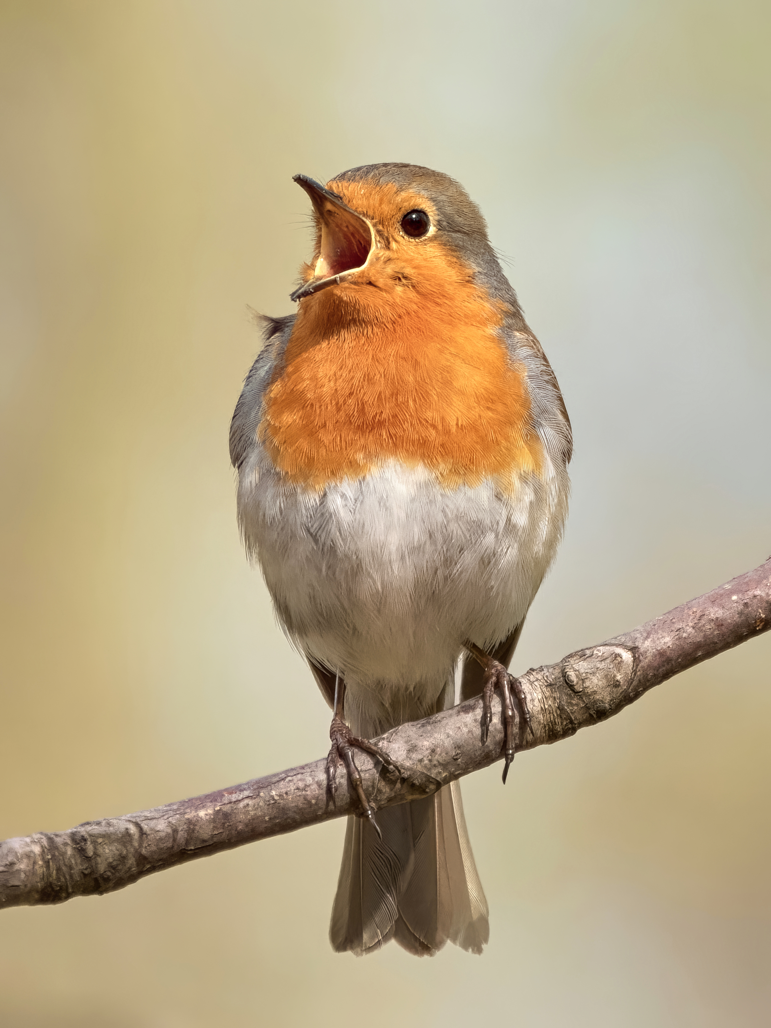 зарянка,малиновка,European robin,robin,robin redbreast,Erithacus rubecula,, Гуливанов Андрей