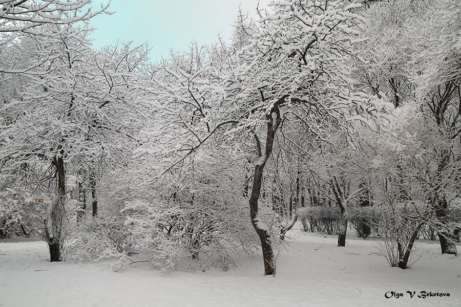 снег, ветки, деревья, Бекетова Ольга