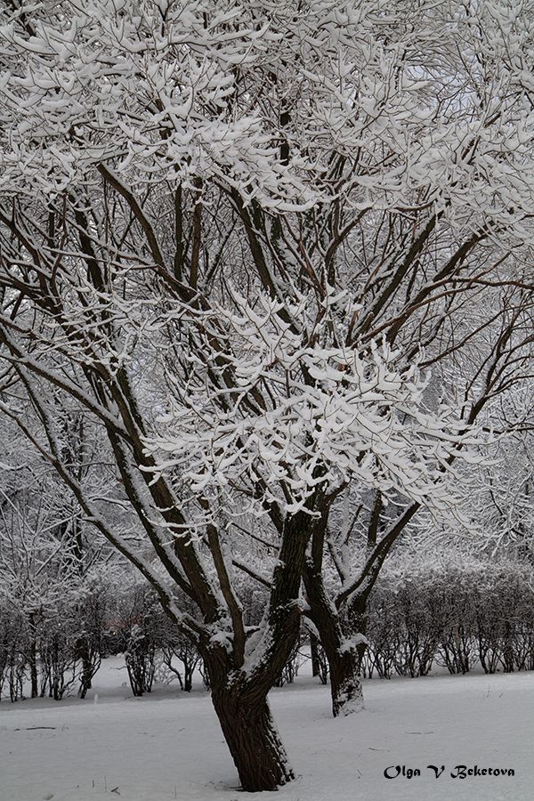 зима, пейзаж, деревья, Бекетова Ольга