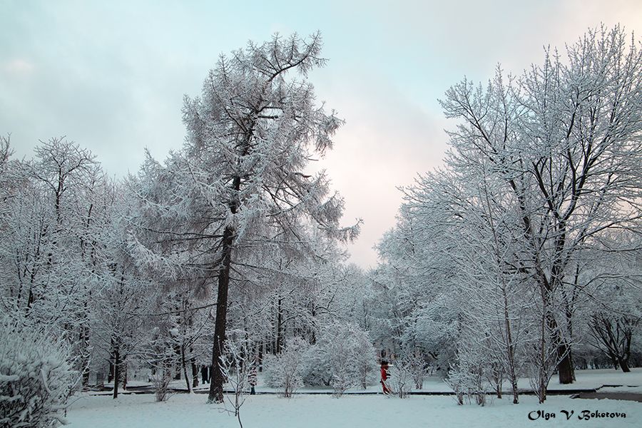 деревья. зима, природа, Бекетова Ольга
