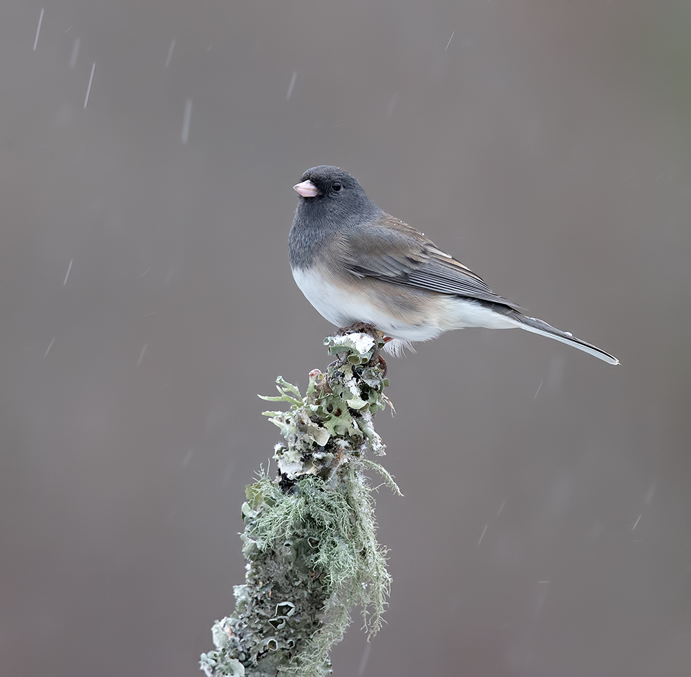 юнко,dark-eyed junco, junco, зима, Etkind Elizabeth