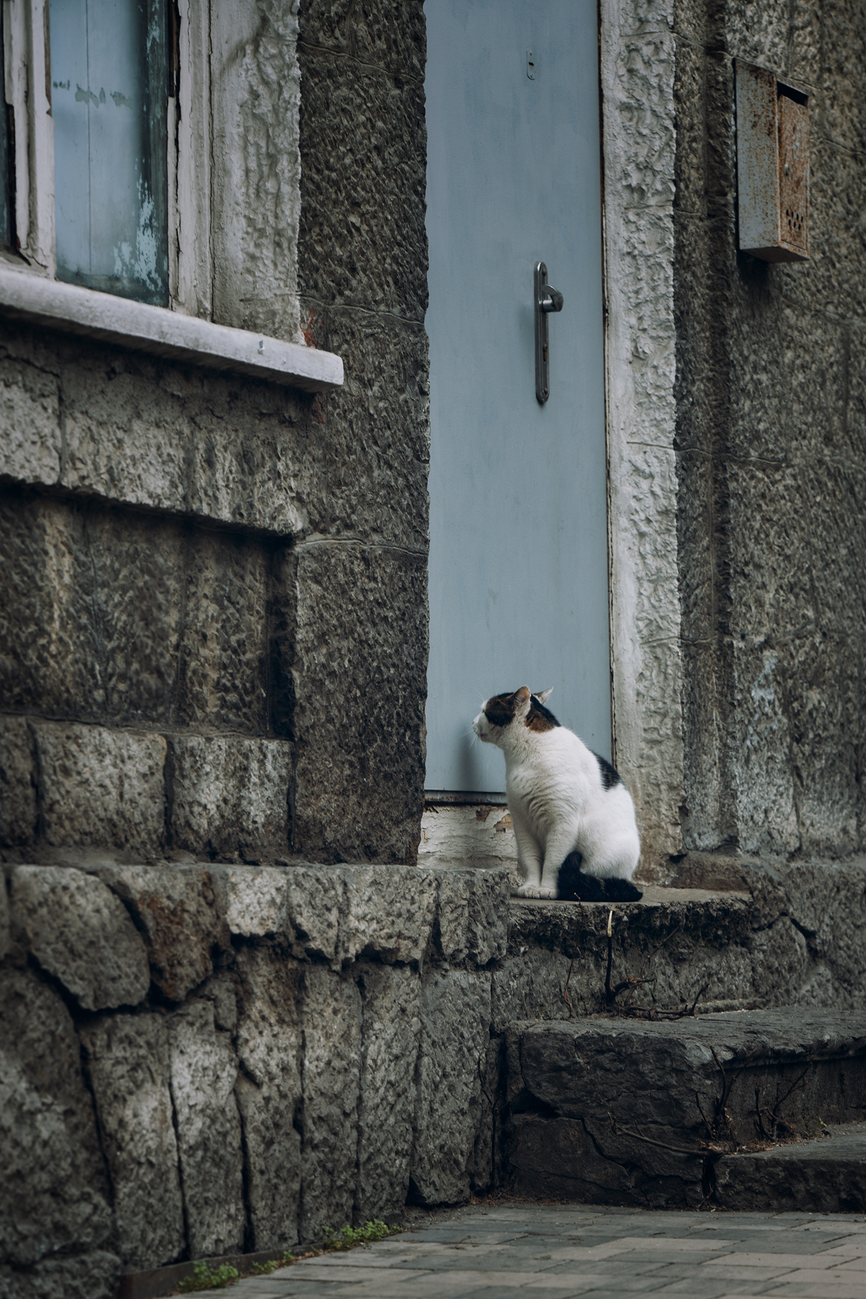 кот, улица, командировка, Вьюшкин Игорь