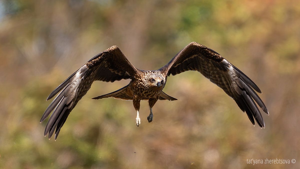 , Татьяна Жеребцова