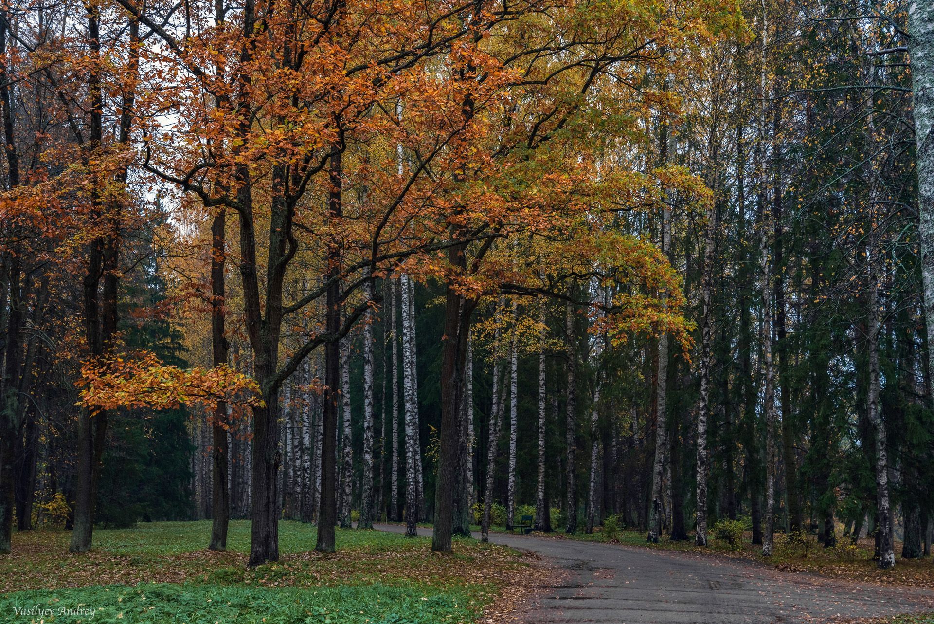 павловский парк, осень, павловск, санкт-петербург, Vasilyev Andrey