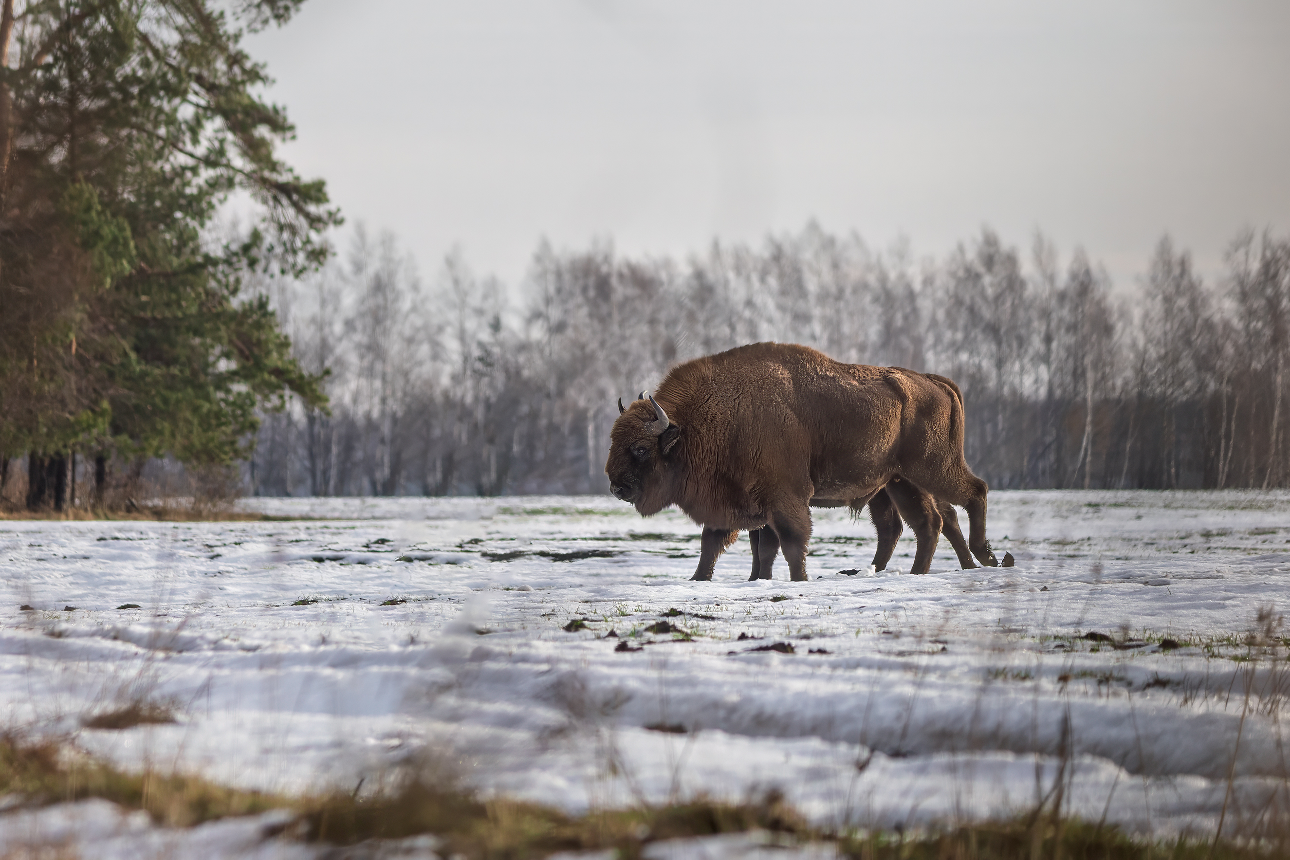 зубр, животные, природа, дикая природа, wildlife, nature, canon, Пронин Денис