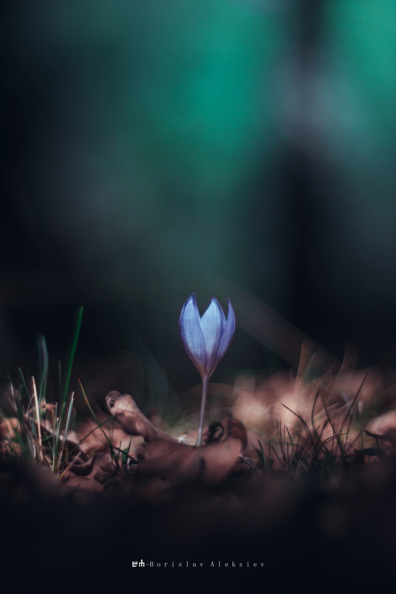 flower,light,dark,nature,plant,exterior,green,, Алексиев Борислав