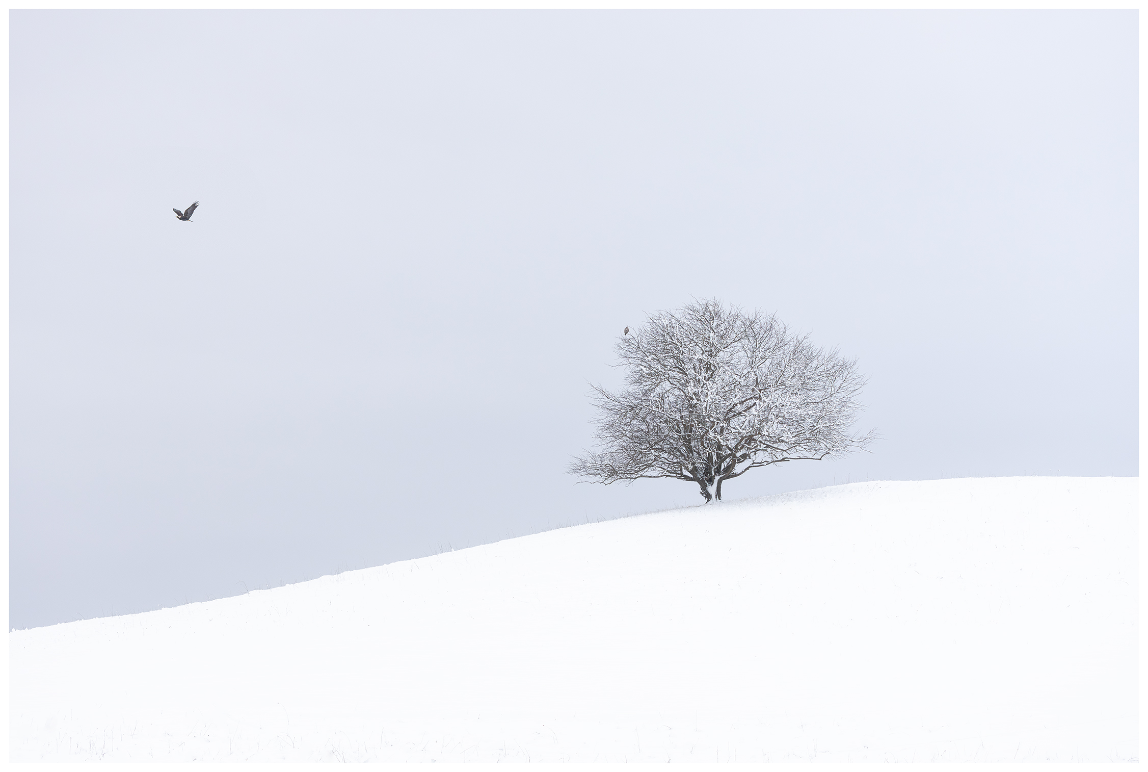 пейзаж, снег, зима, дерево, орел, птицы, холмы, небо, минимализм, landscape, minimalism, landscape photogrpahy tree, winter, snow, lonetree, birds, eagle, TIMUR ERSNO