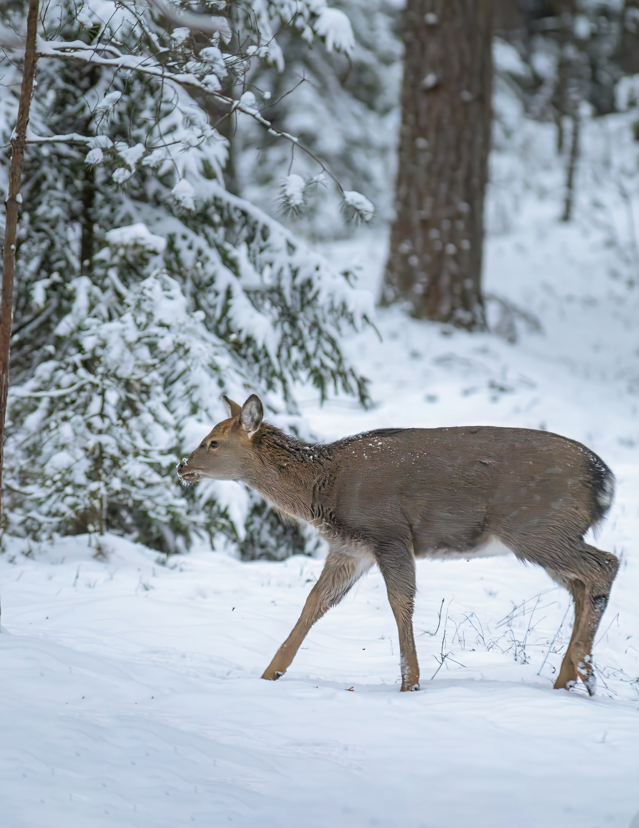 олень, животные, природа, дикая природа, wildlife, nature, Пронин Денис