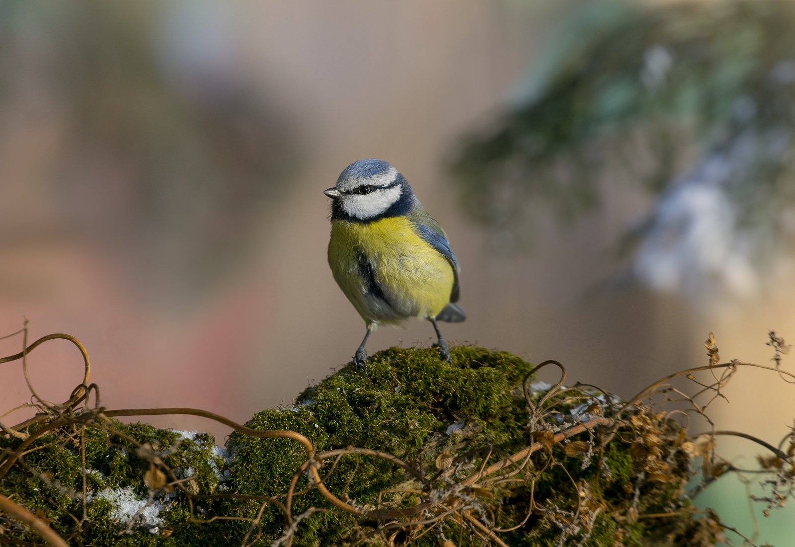 лазоревка, птицы, birds, wildlife, blue tit, зима, Алексей Юденков