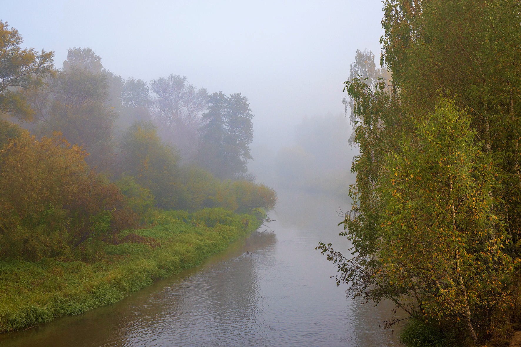 осень, река, туман, живность, Юрий Спасенников