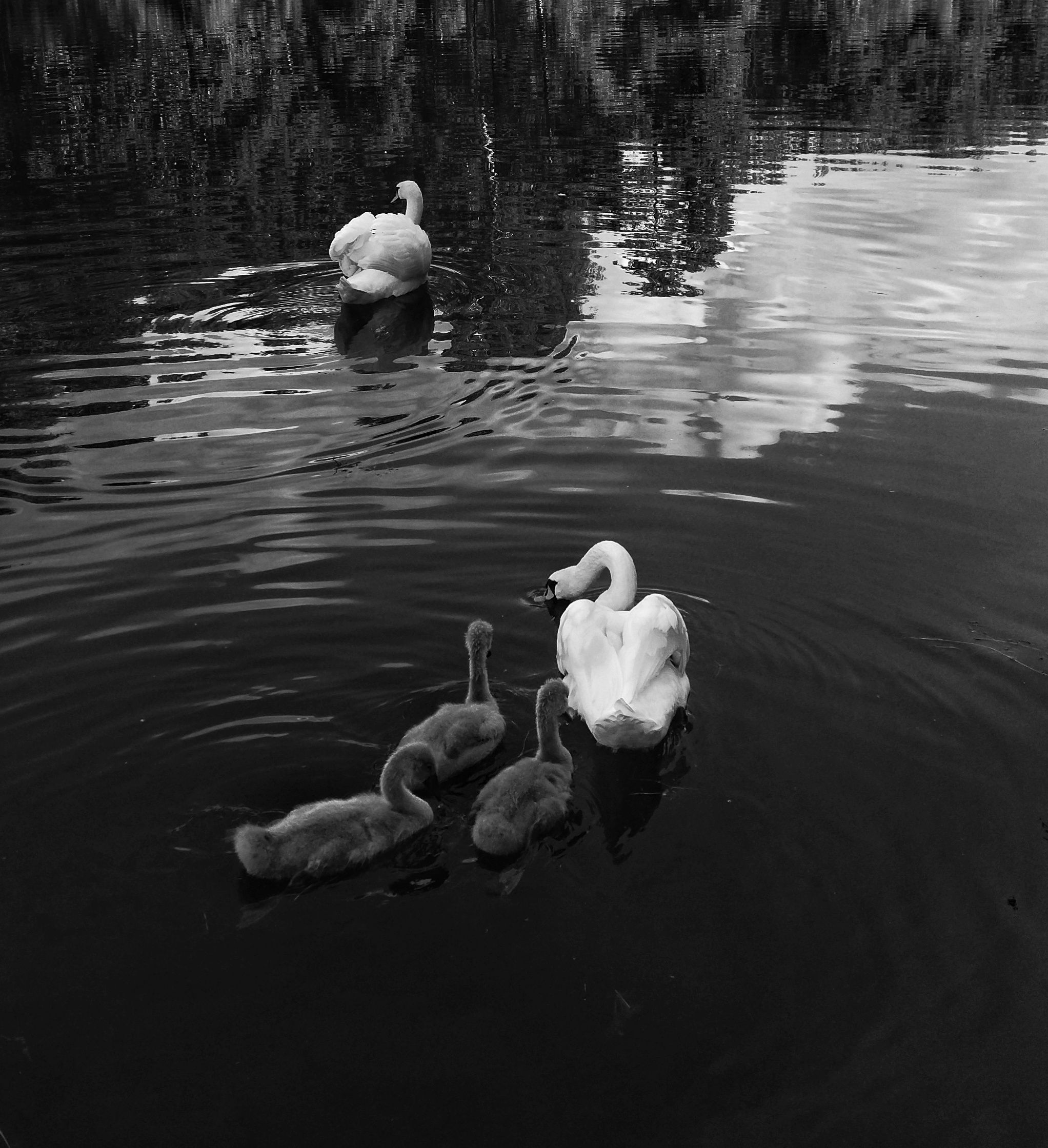 лебеди, природа, животные, птицы, YULYA ROMANOVA