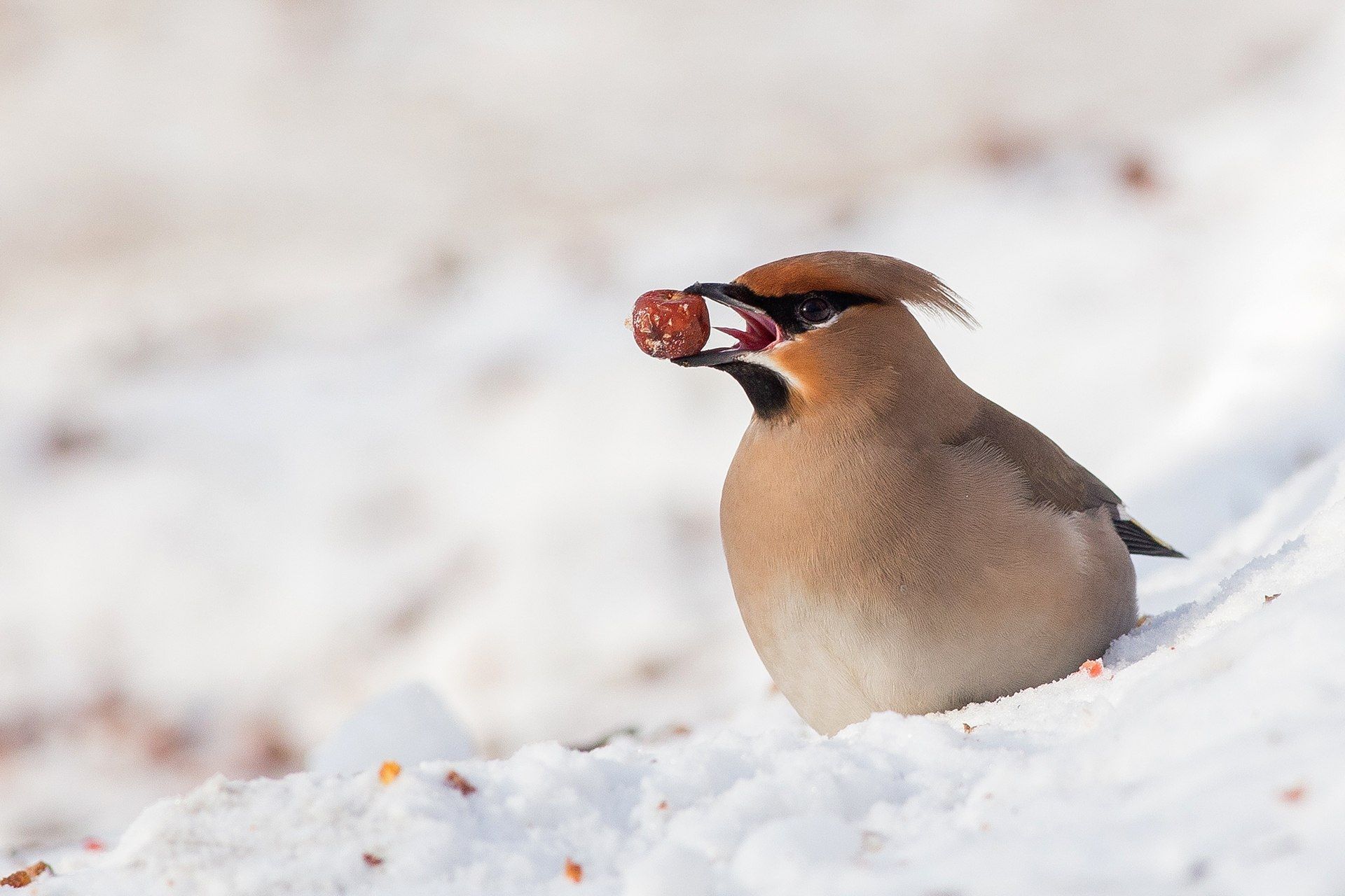 , Сосновских Вячеслав