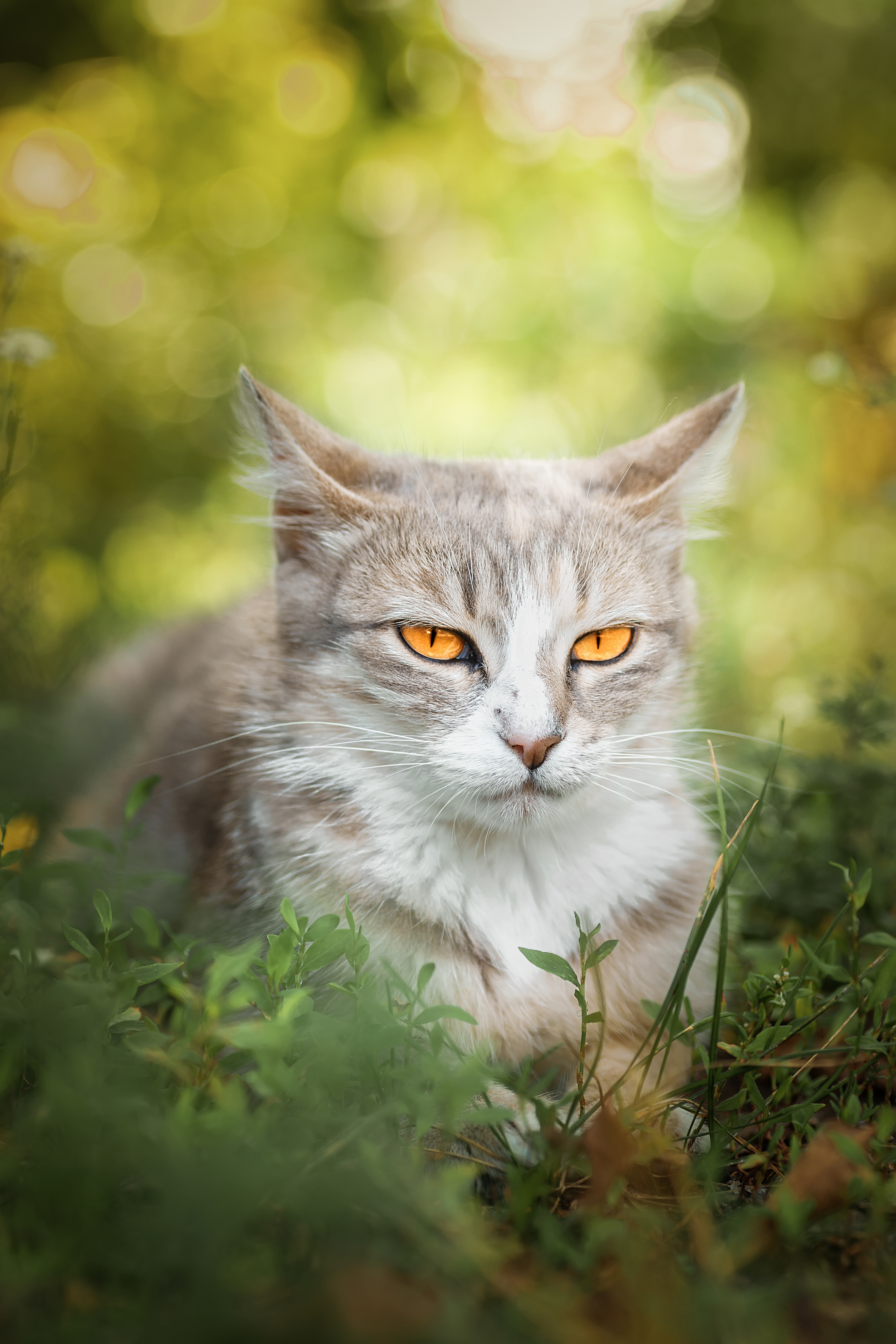 nature, cat, grass, animal, portrait, green, young, feline, cute, pet, Корнеев Алексей