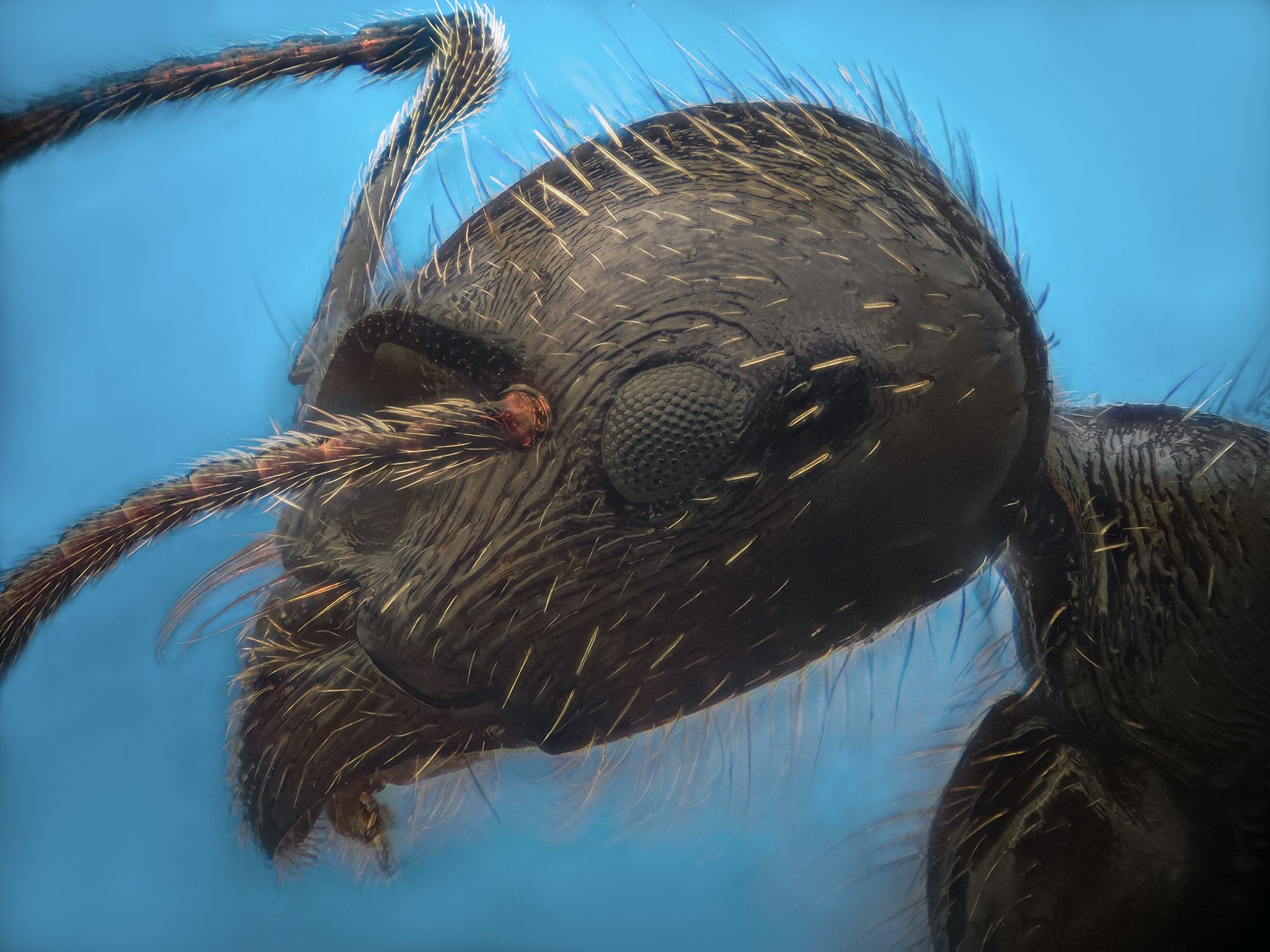 ceclii, macro, Ganev Tsvetan