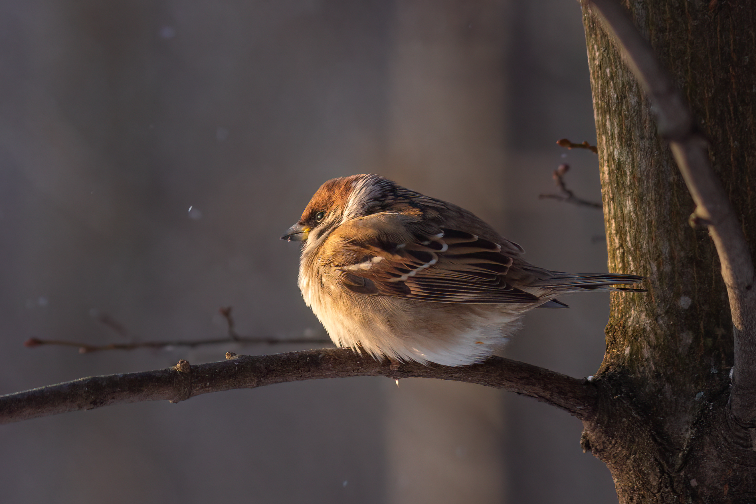 птицы, животные, воробей, природа, дикая природа, wildlife, nature, Пронин Денис