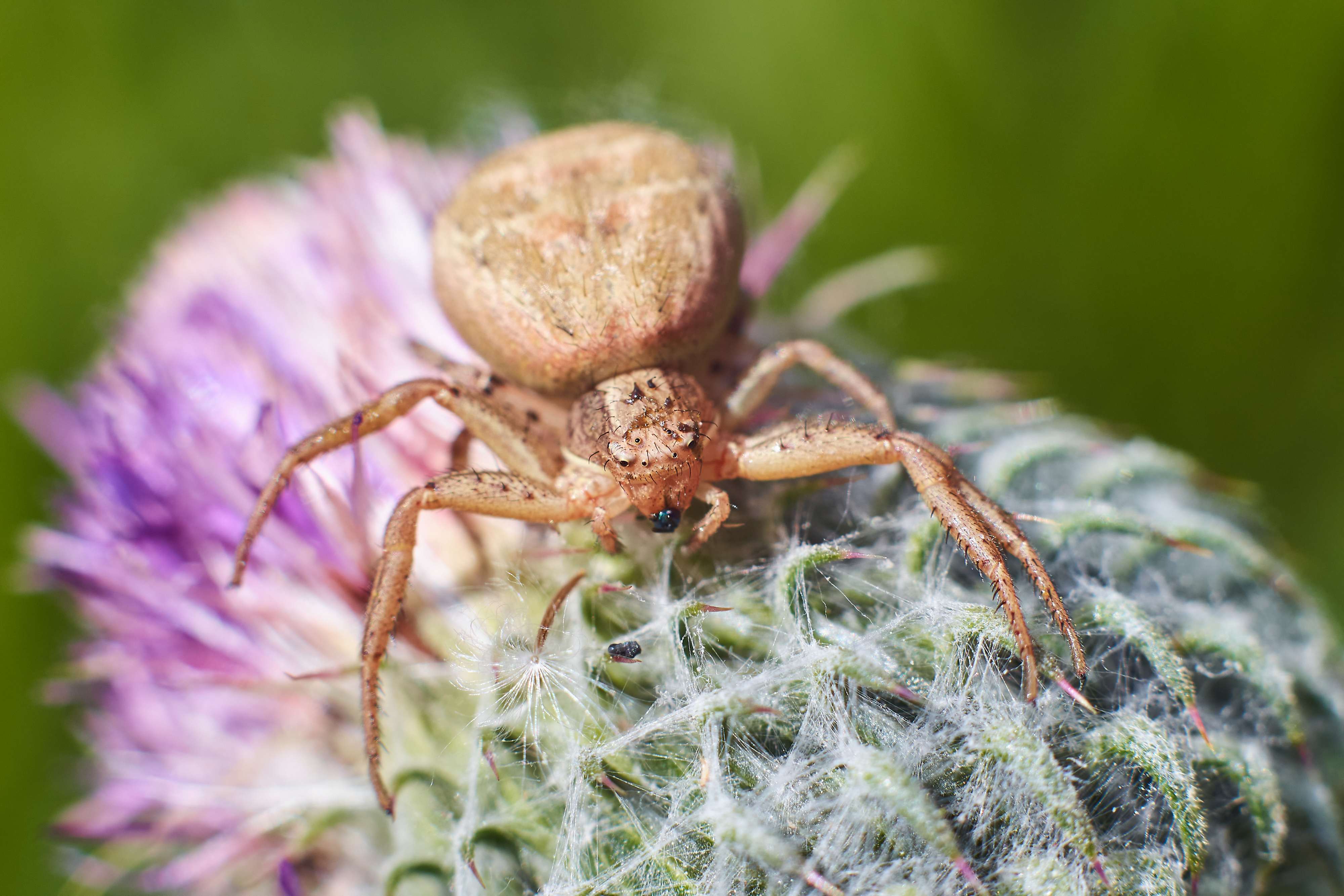 macro, volgograd, russia, wildlife, spider,, Павел Сторчилов