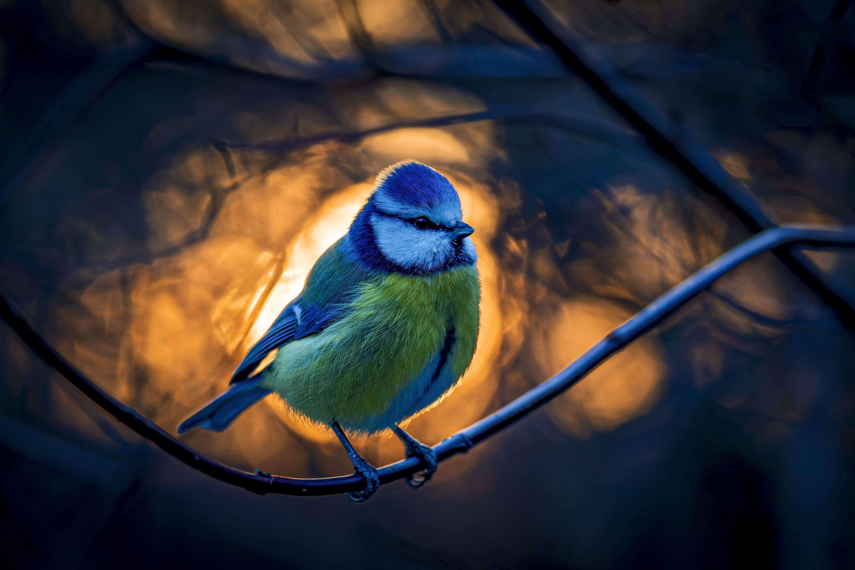 синица, лазоревка, рассвет, зима, птицы, контражур, Руслан Pl