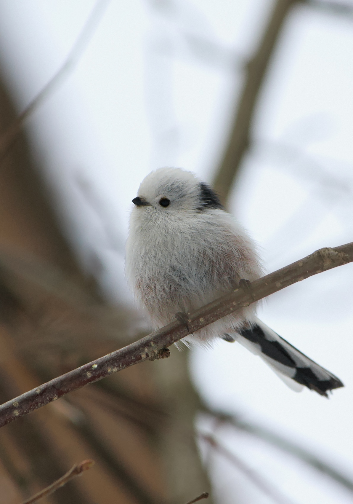 синица, длиннохвостая синица, ополовник, aegithalos caudatus, КарОл