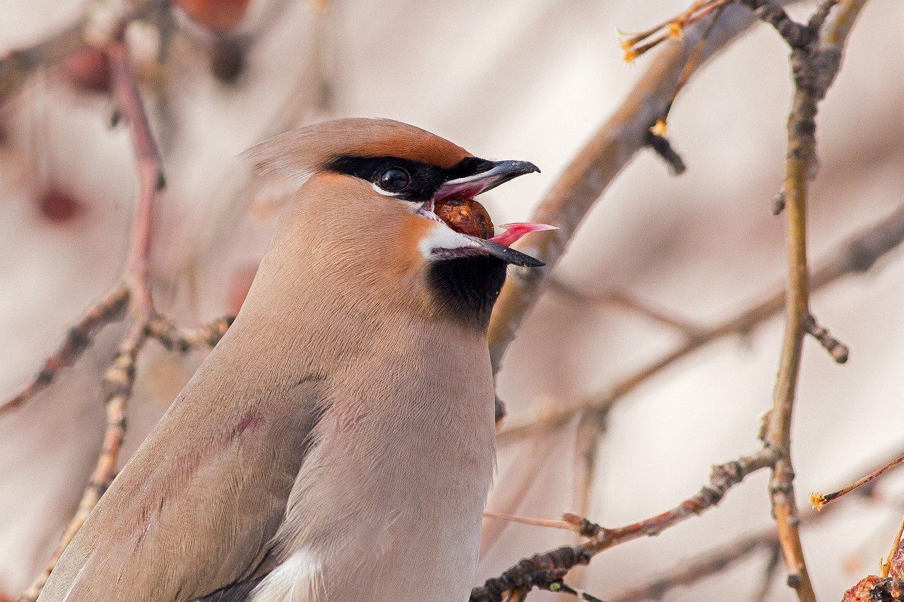 , Сосновских Вячеслав