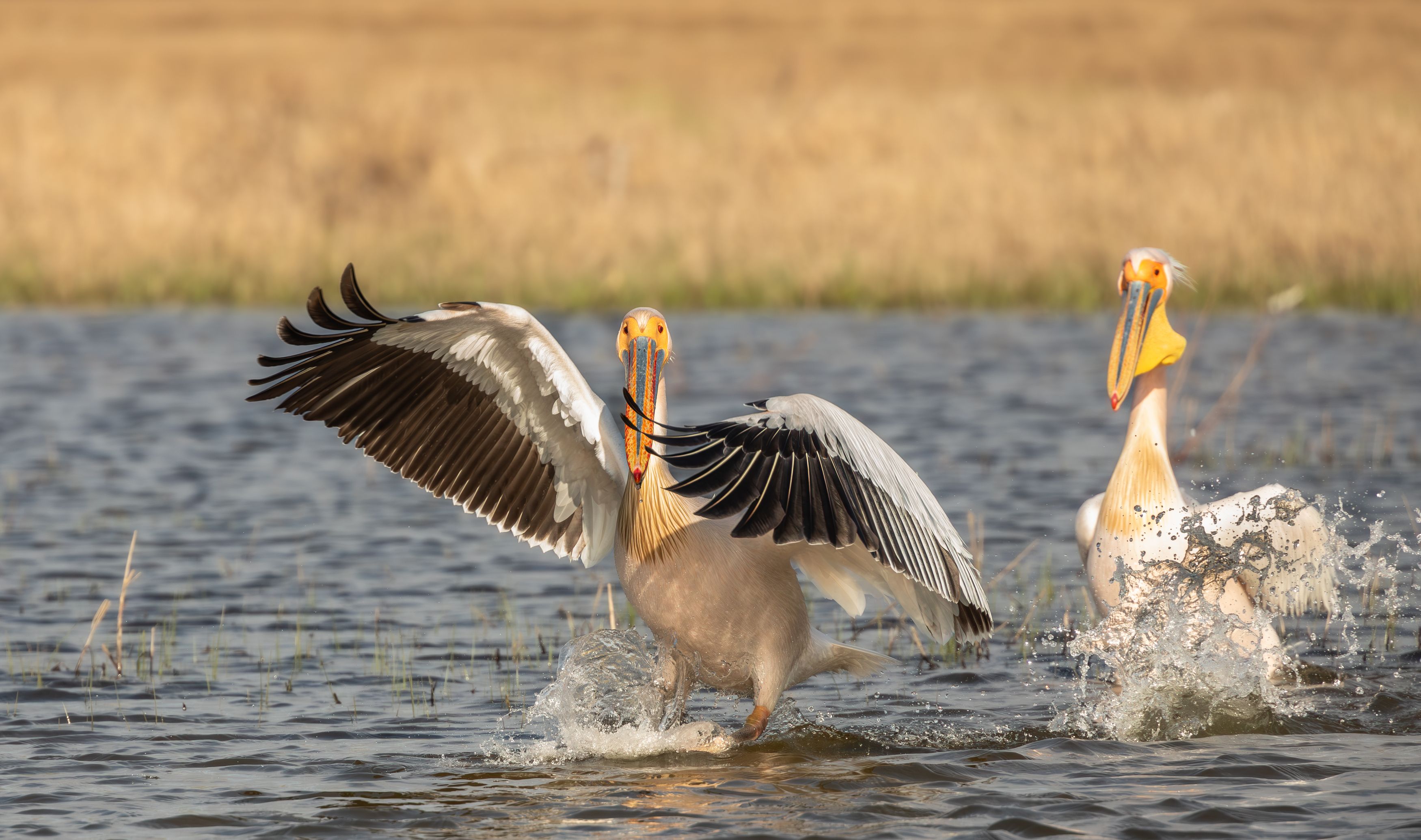 , Веревченко Михаил