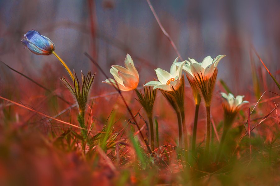 Природа, растения, цветы, первоцветы, сон трава, Александр Кожухов