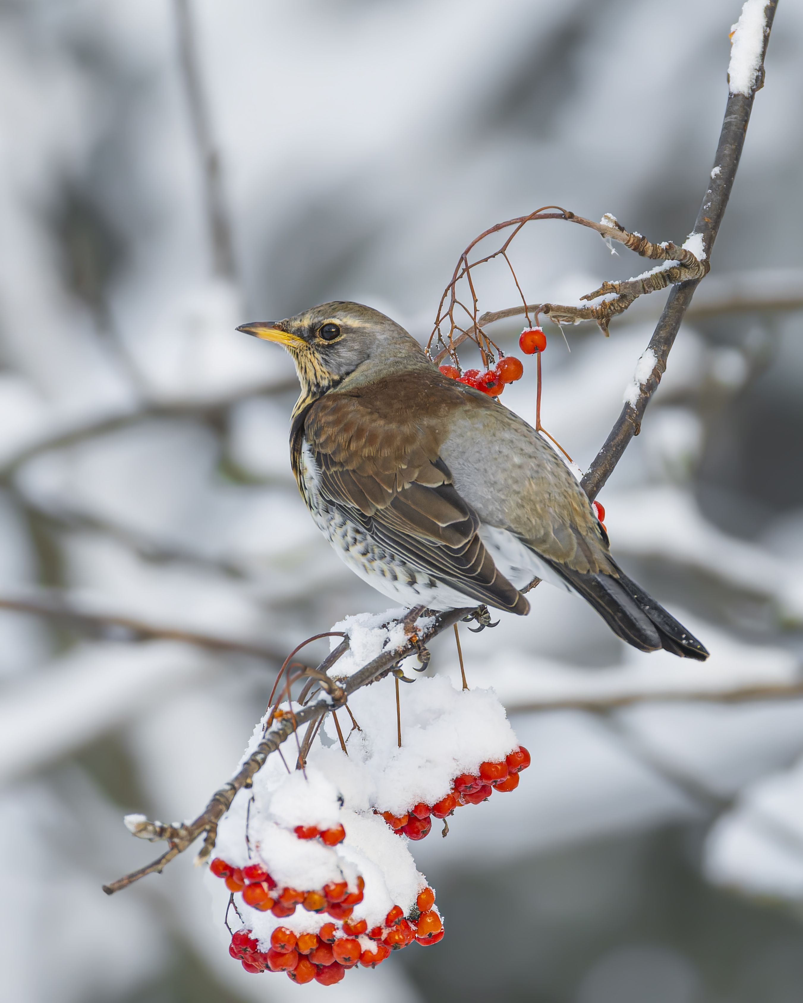 дрозд, рябинник, птицы, рябина, зима, Руслан Pl