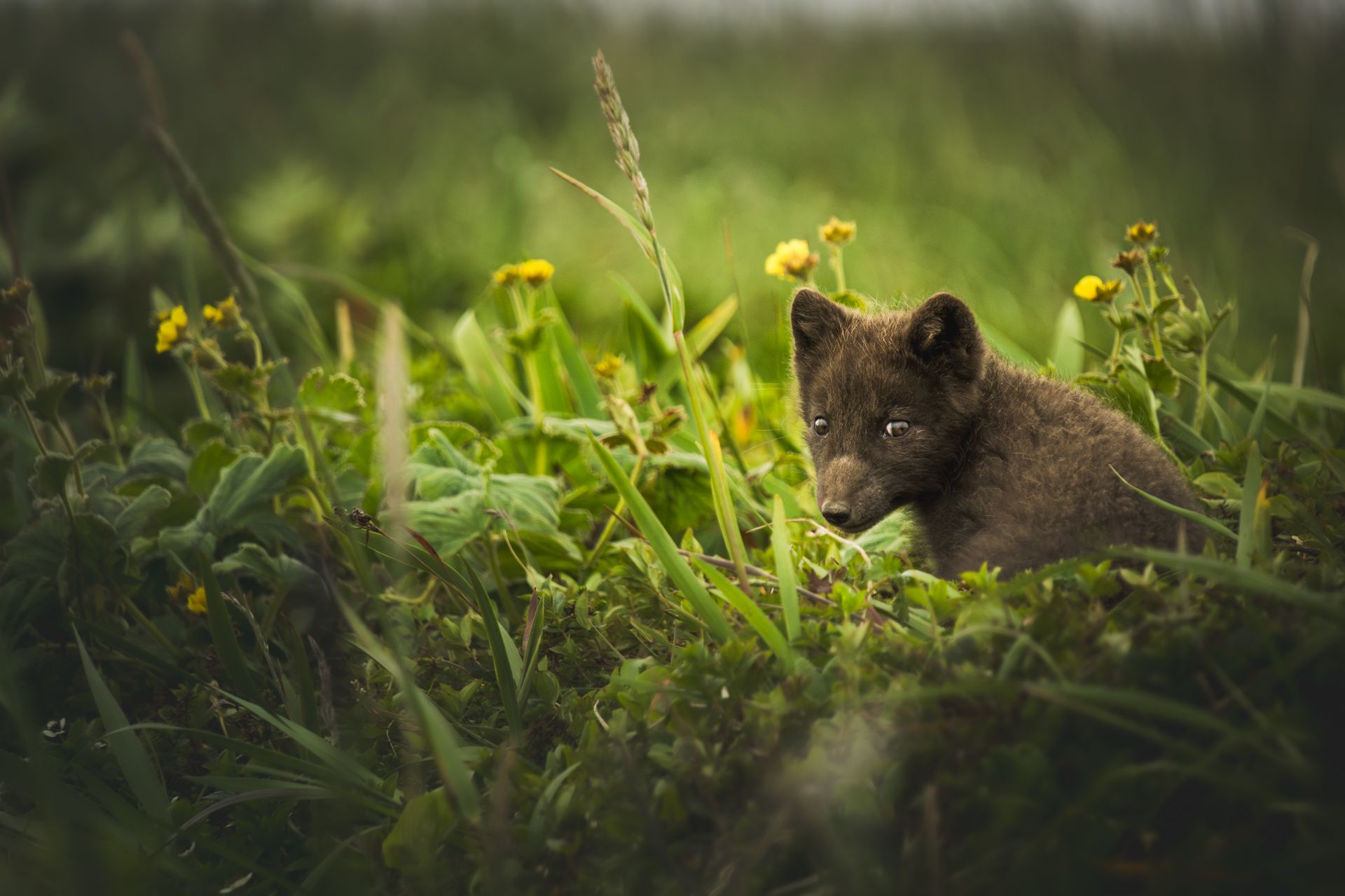 , Денис Туев