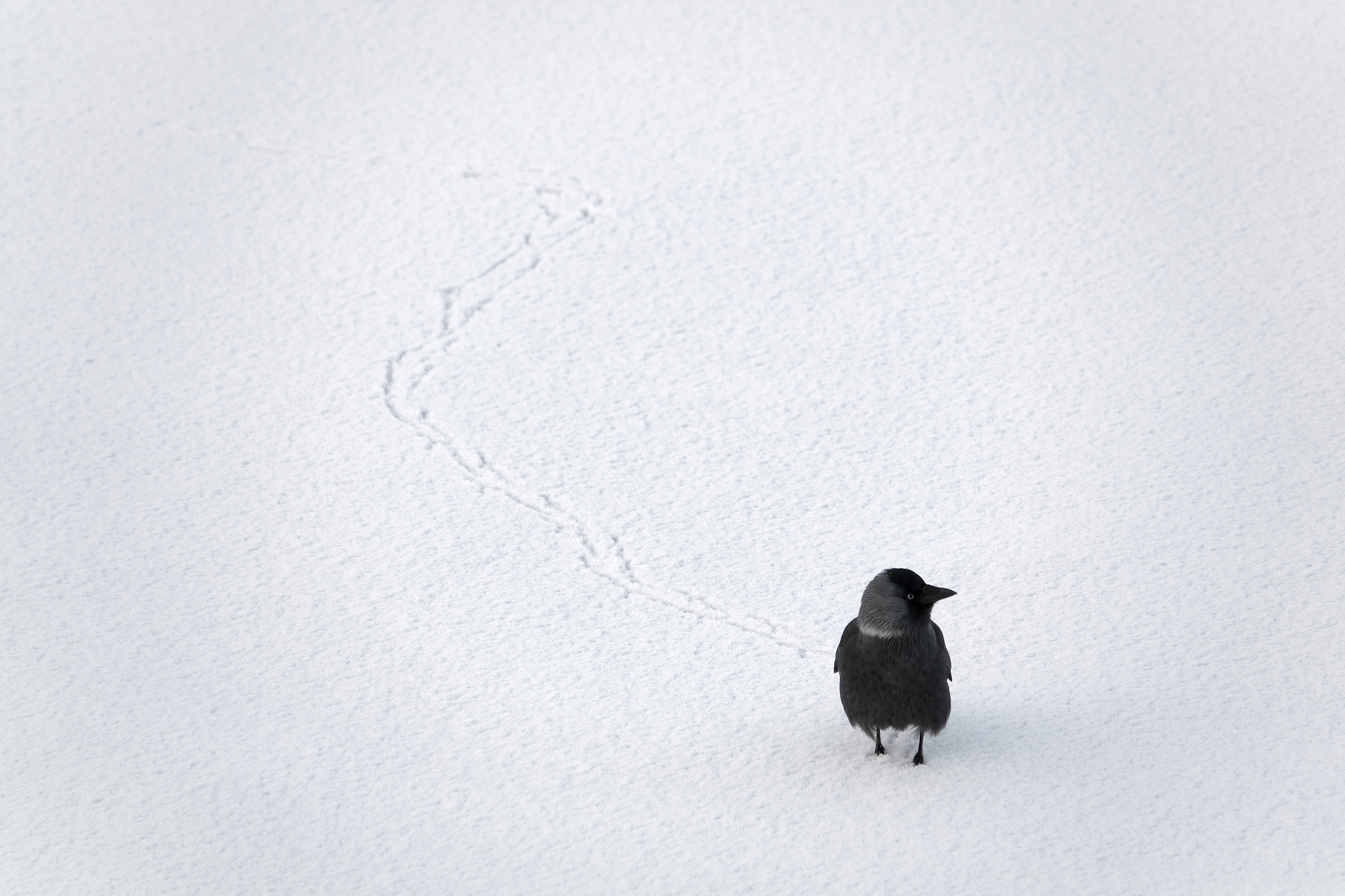 галка,western jackdaw,Eurasian jackdaw,European jackdaw,jackdaw,Coloeus monedula,Corvus monedula,, Гуливанов Андрей