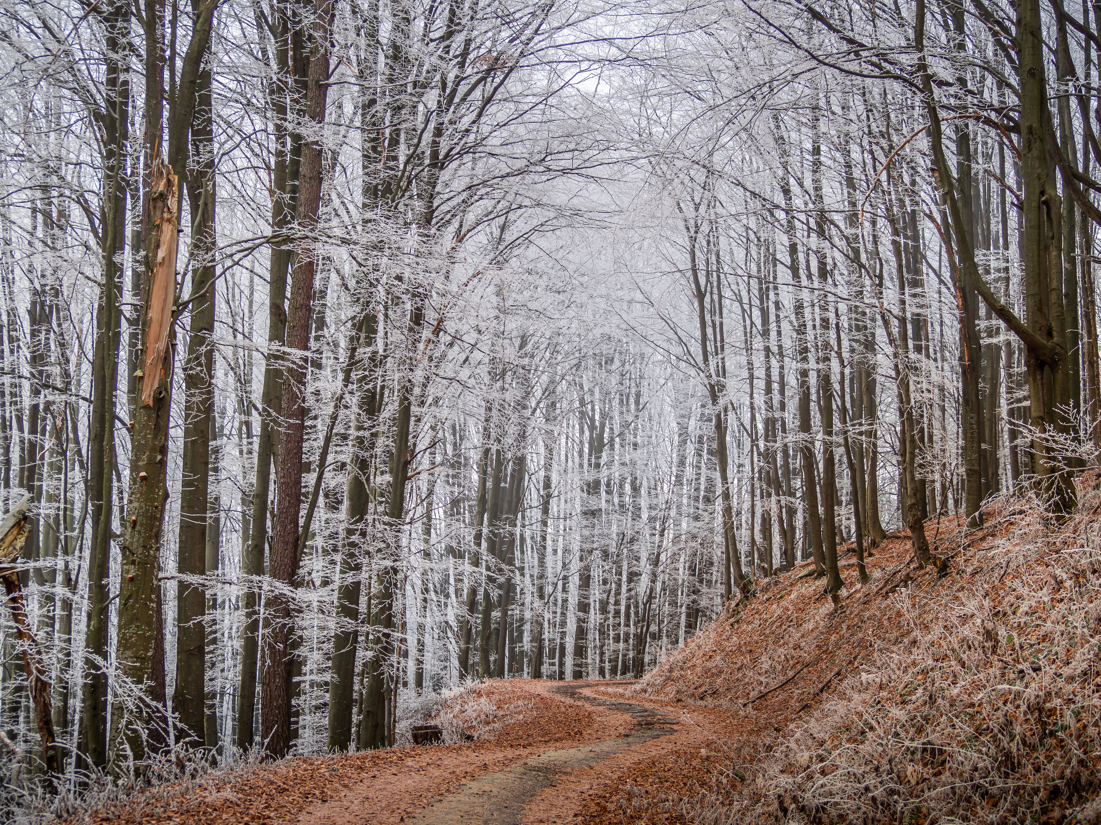 winter,frozen,trees,woodland,forest,landscape,snow, Slavomír Gajdoš