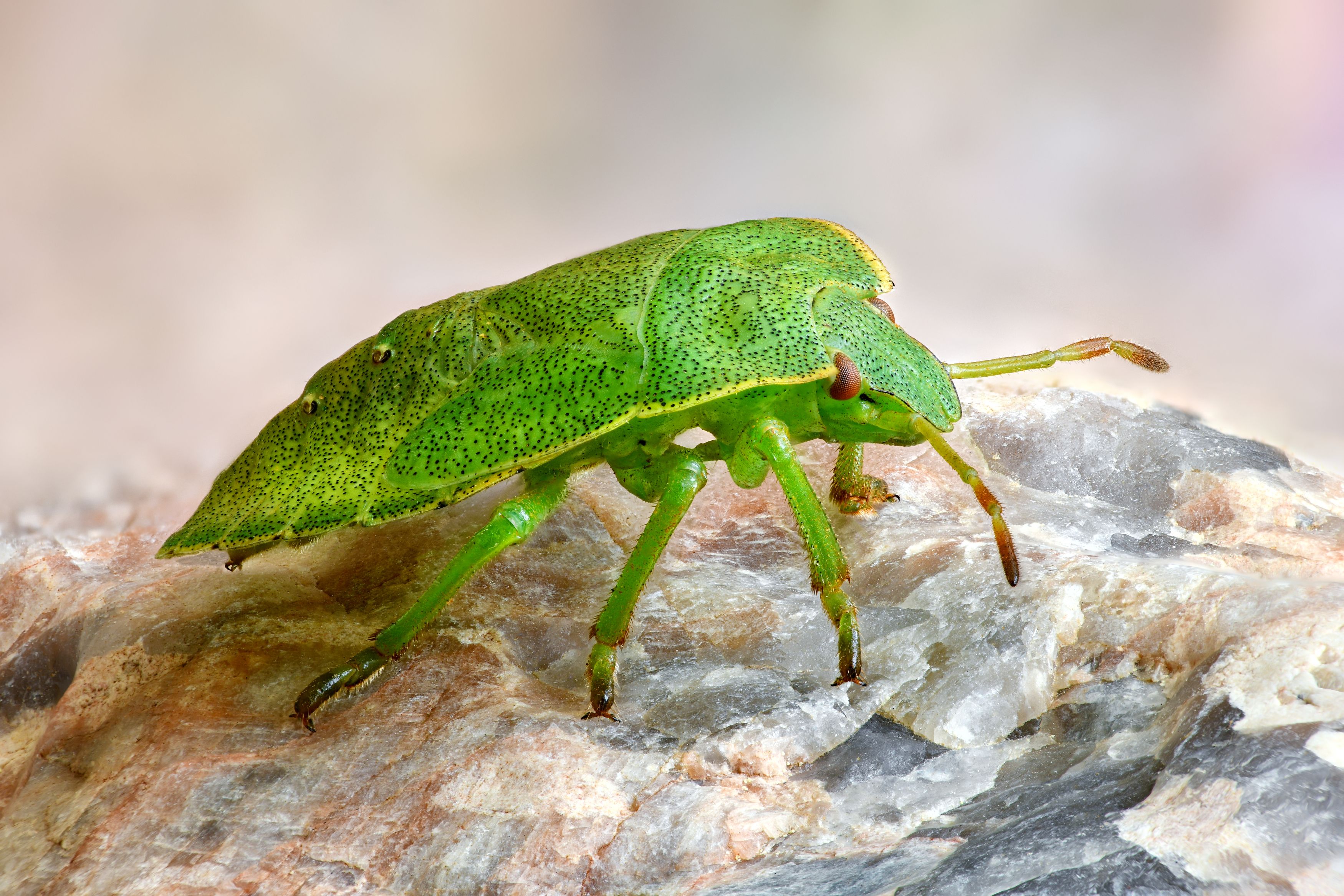 , Антон Финевич