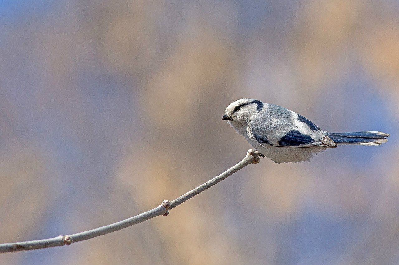 , Сосновских Вячеслав