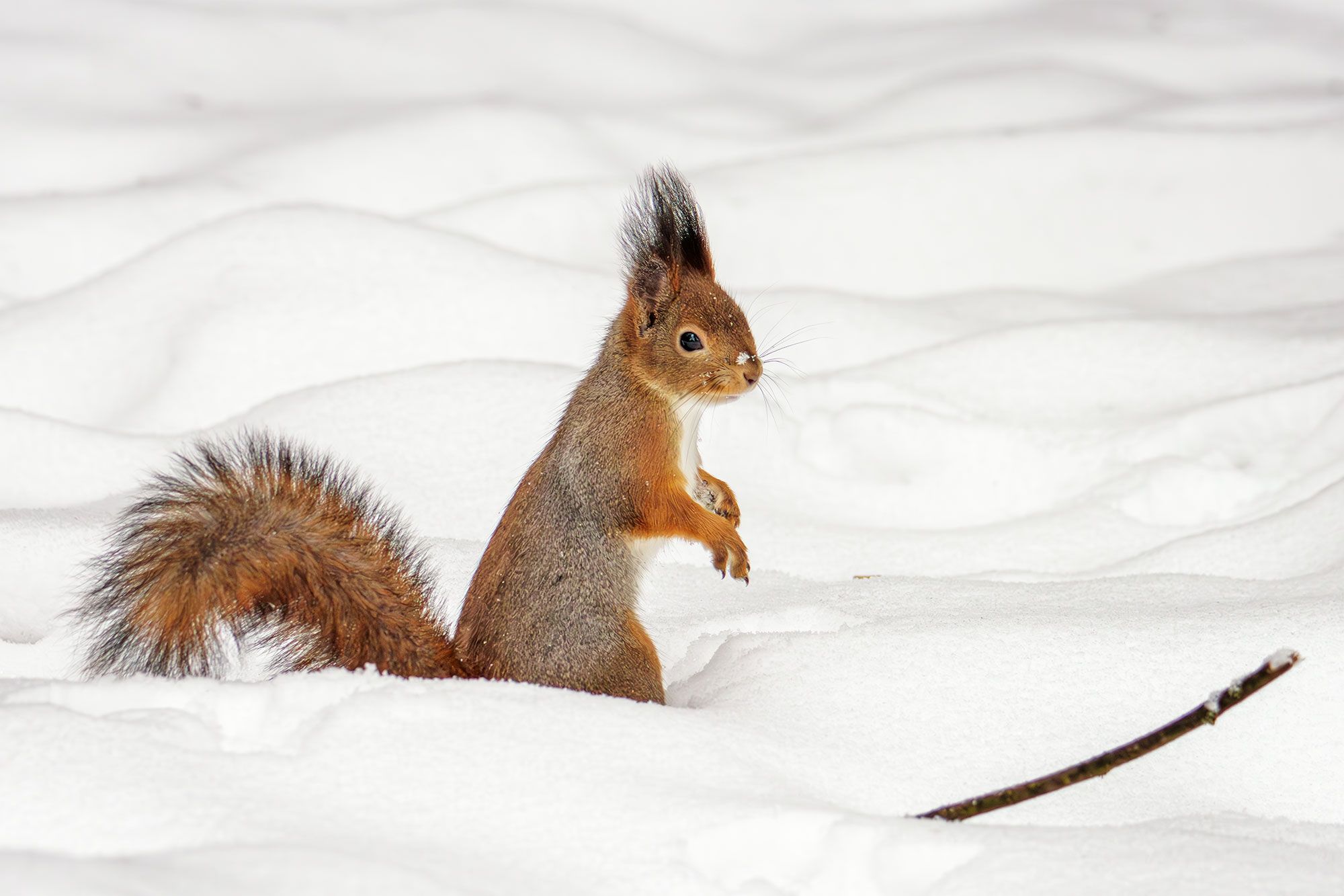 , Морозов Сергей