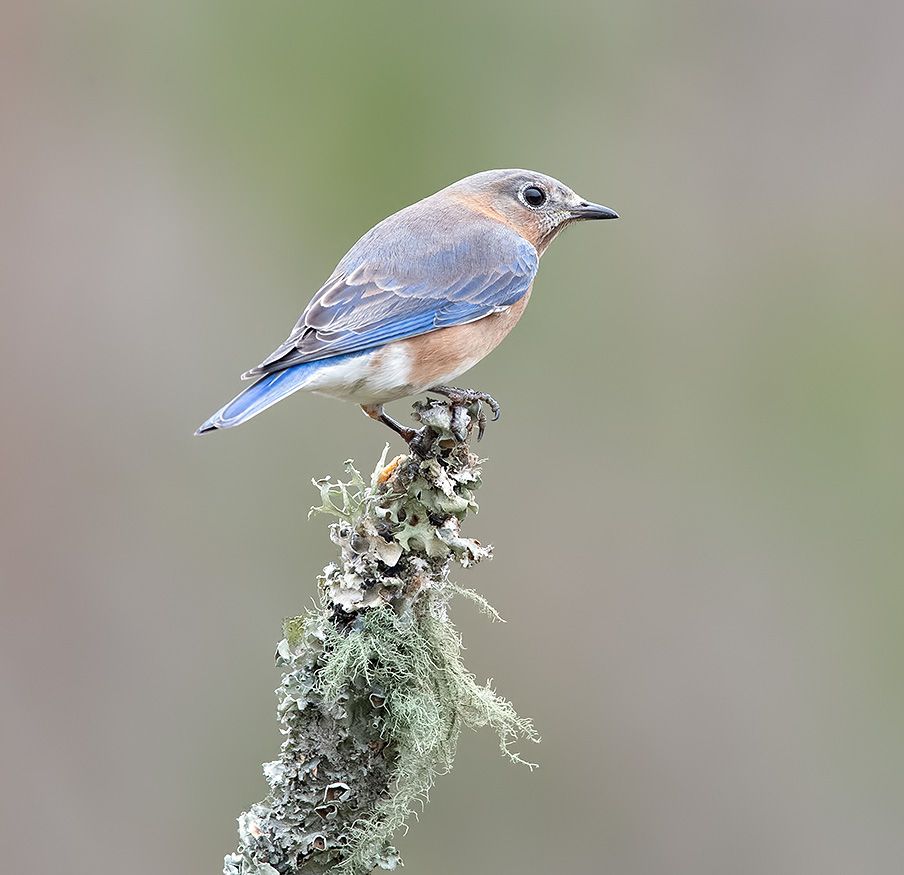 восточная сиалия, eastern bluebird, bluebird, winter bird, bird, winter, Etkind Elizabeth