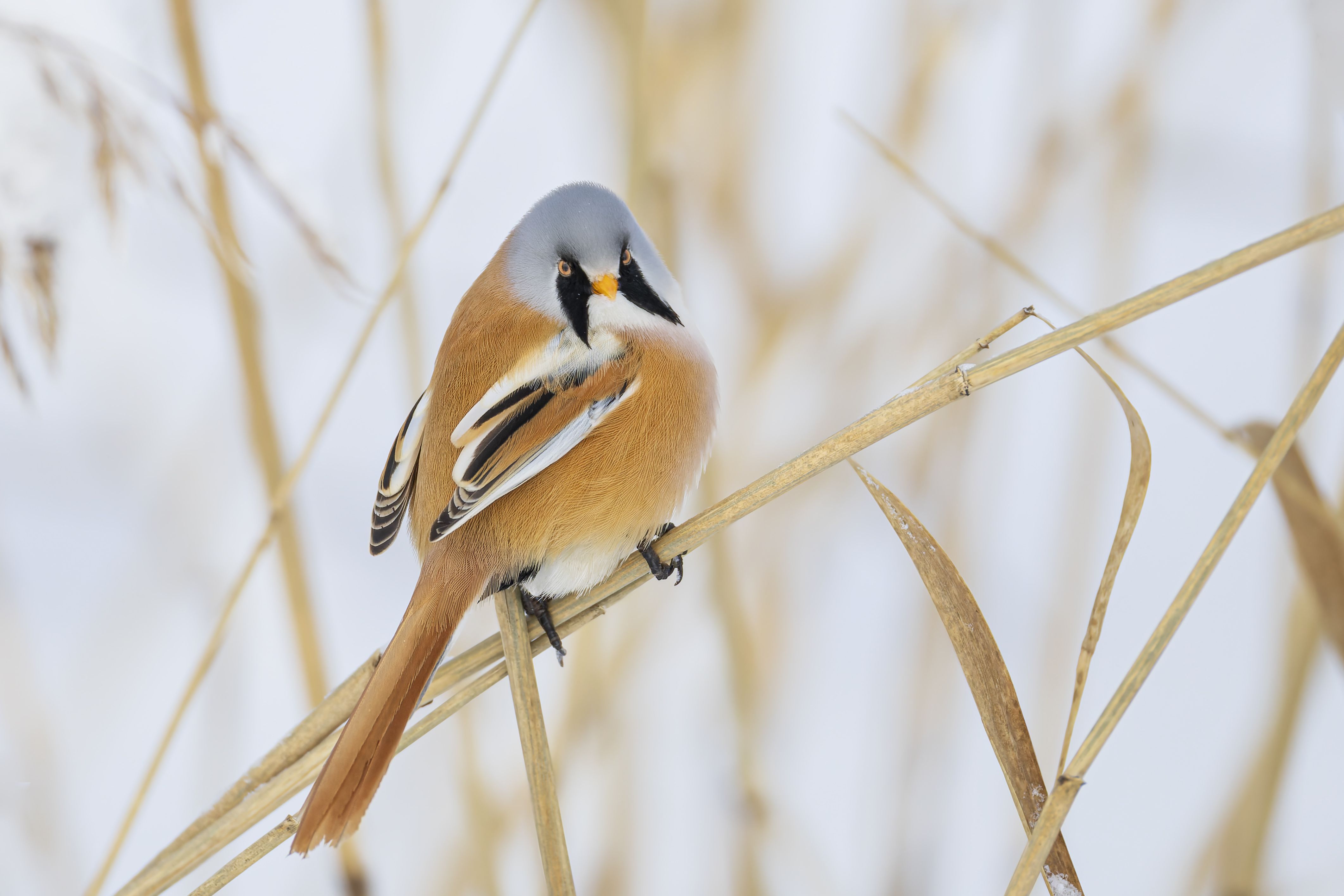 синица, усатая синица, птицы, зима, Руслан Pl