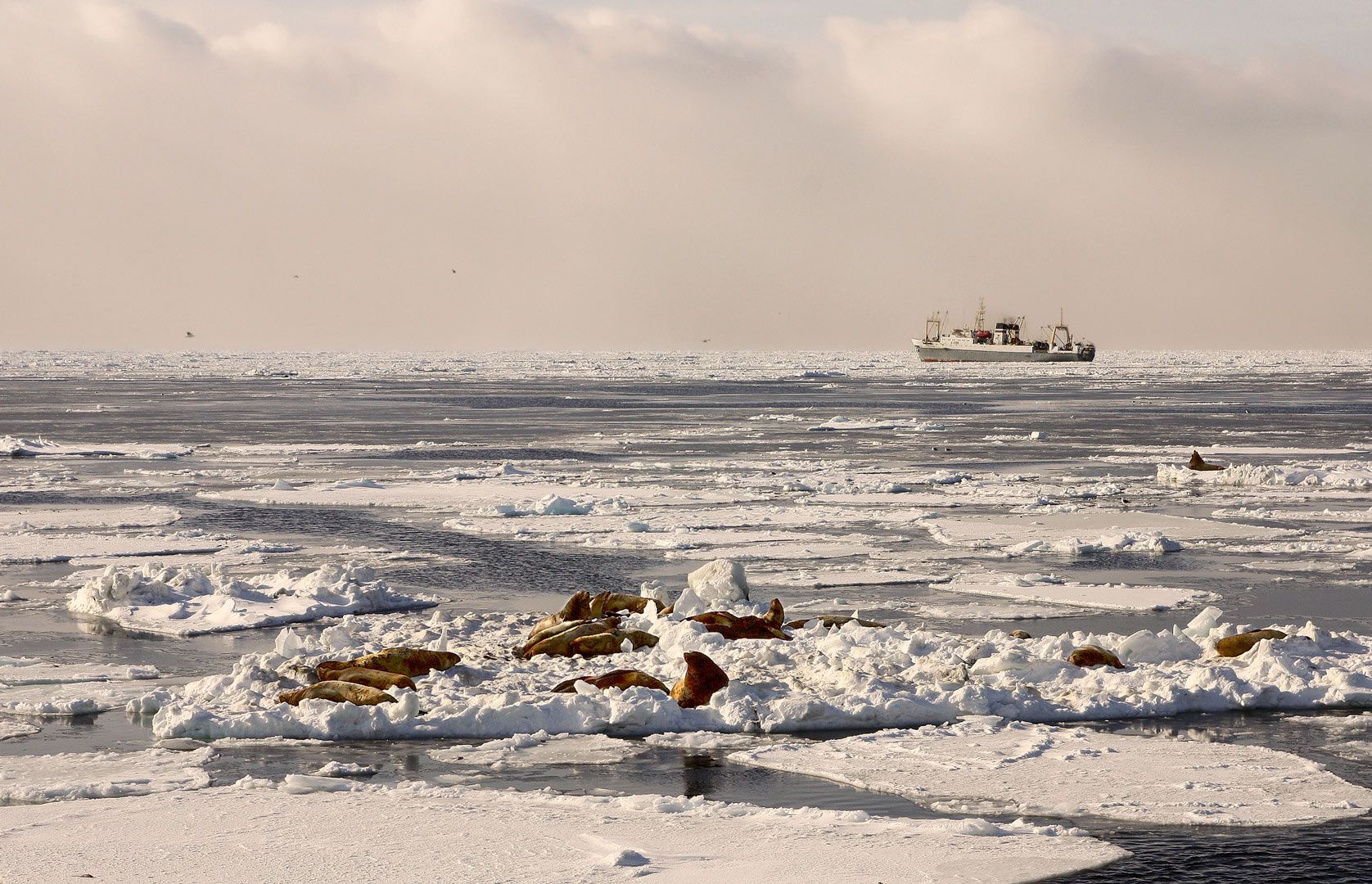 охотское море, зима, судно, батм, сивучи, лёд, Евгений Паршуков
