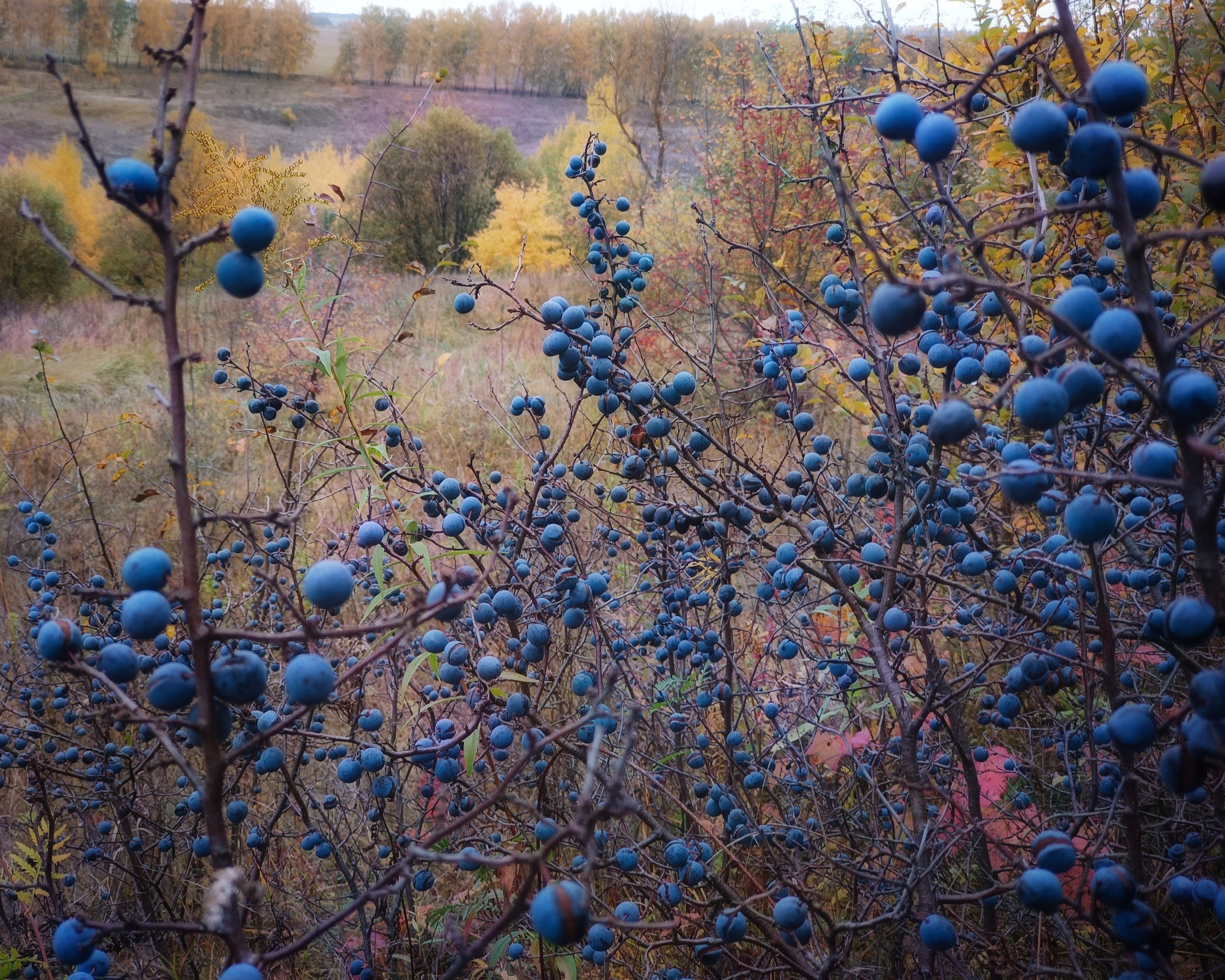 , Кондрашова Светлана