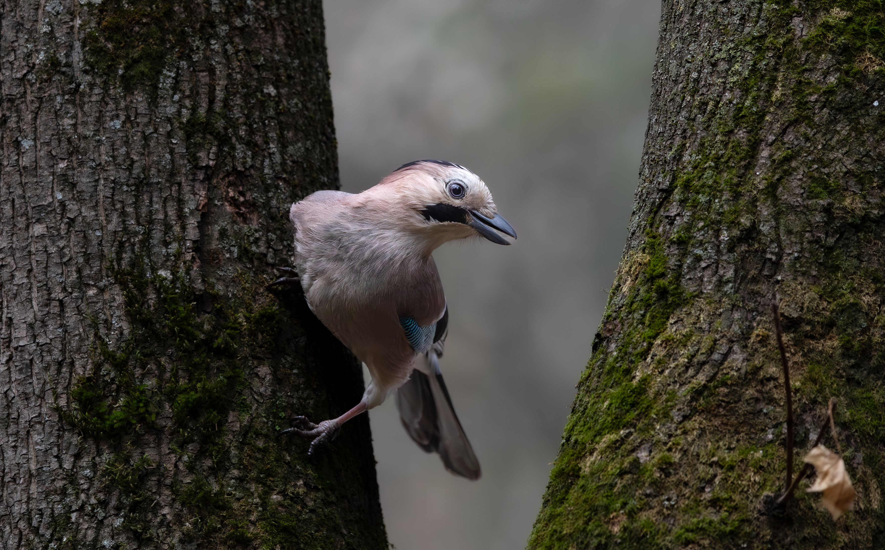 , Веревченко Михаил