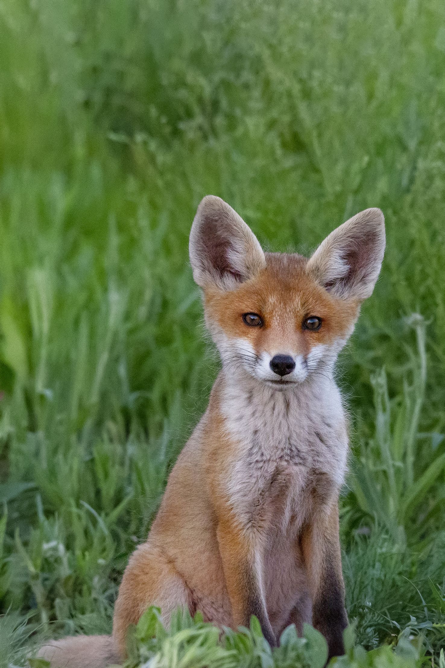 природа, Валерий Черняк