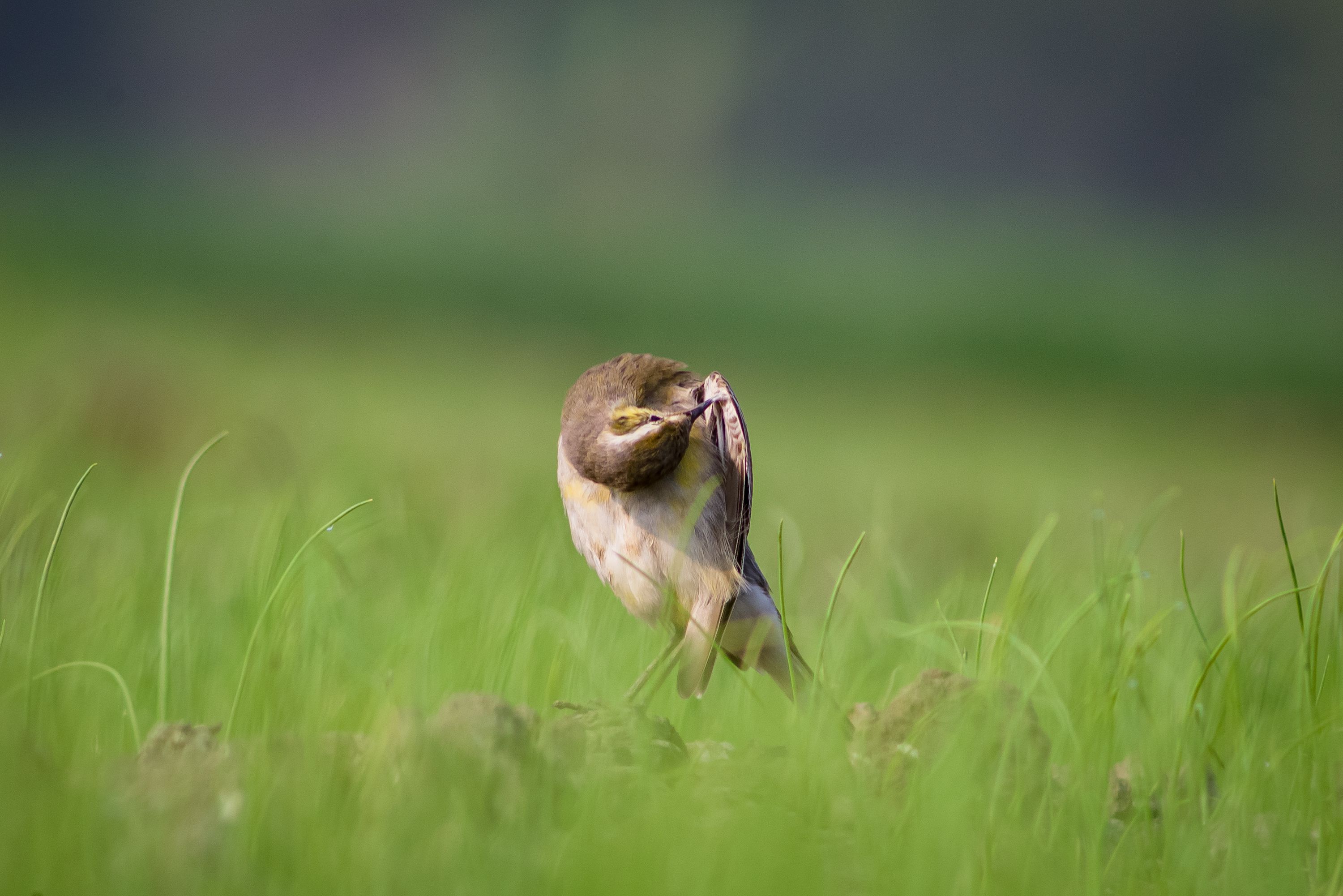 #bird #natgeo #photography #birdphotography #nature #beeeater #green #animal #wildlife #owlet, Shadab Ishtiyak