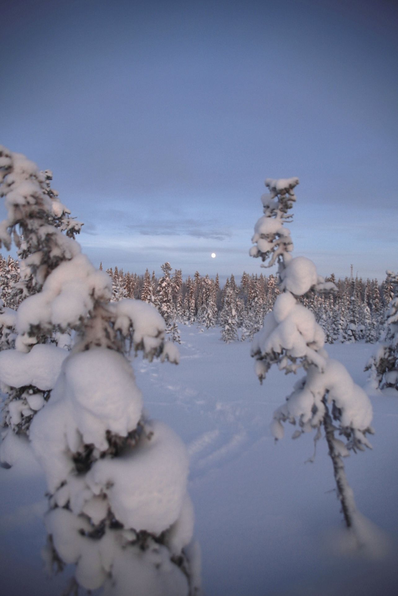луна, пейзаж, зима, снег, сугробы, вечер, лес, сосны, Алёна Салтыкова