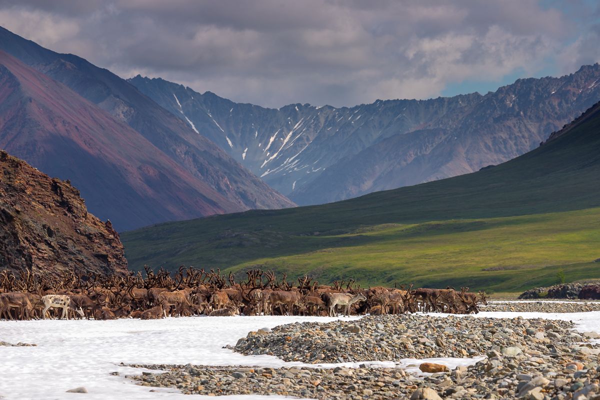 олени, якутия, природа, горы, пейзаж, тундра, Потапов Михаил