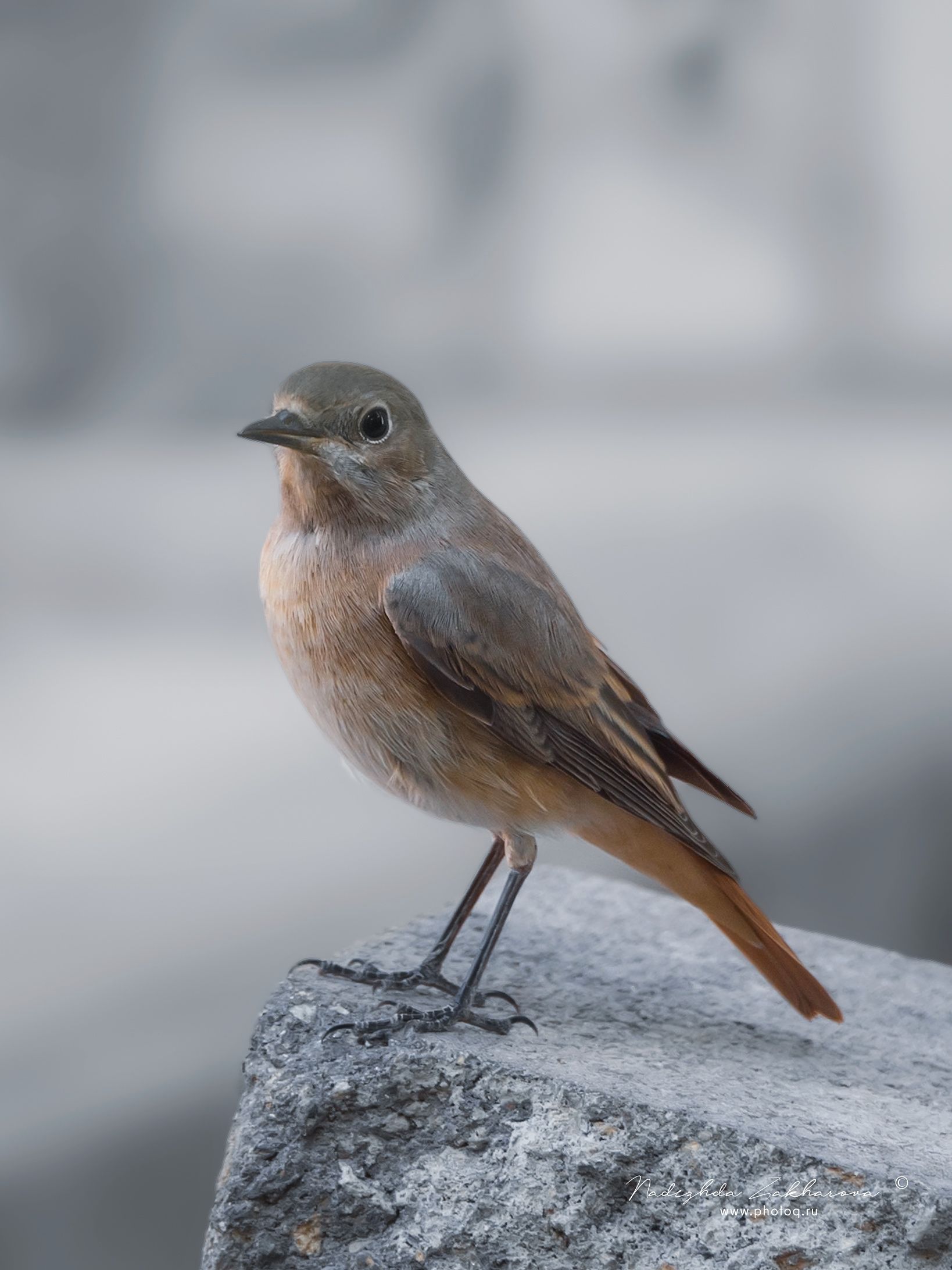 , Захарова Надежда