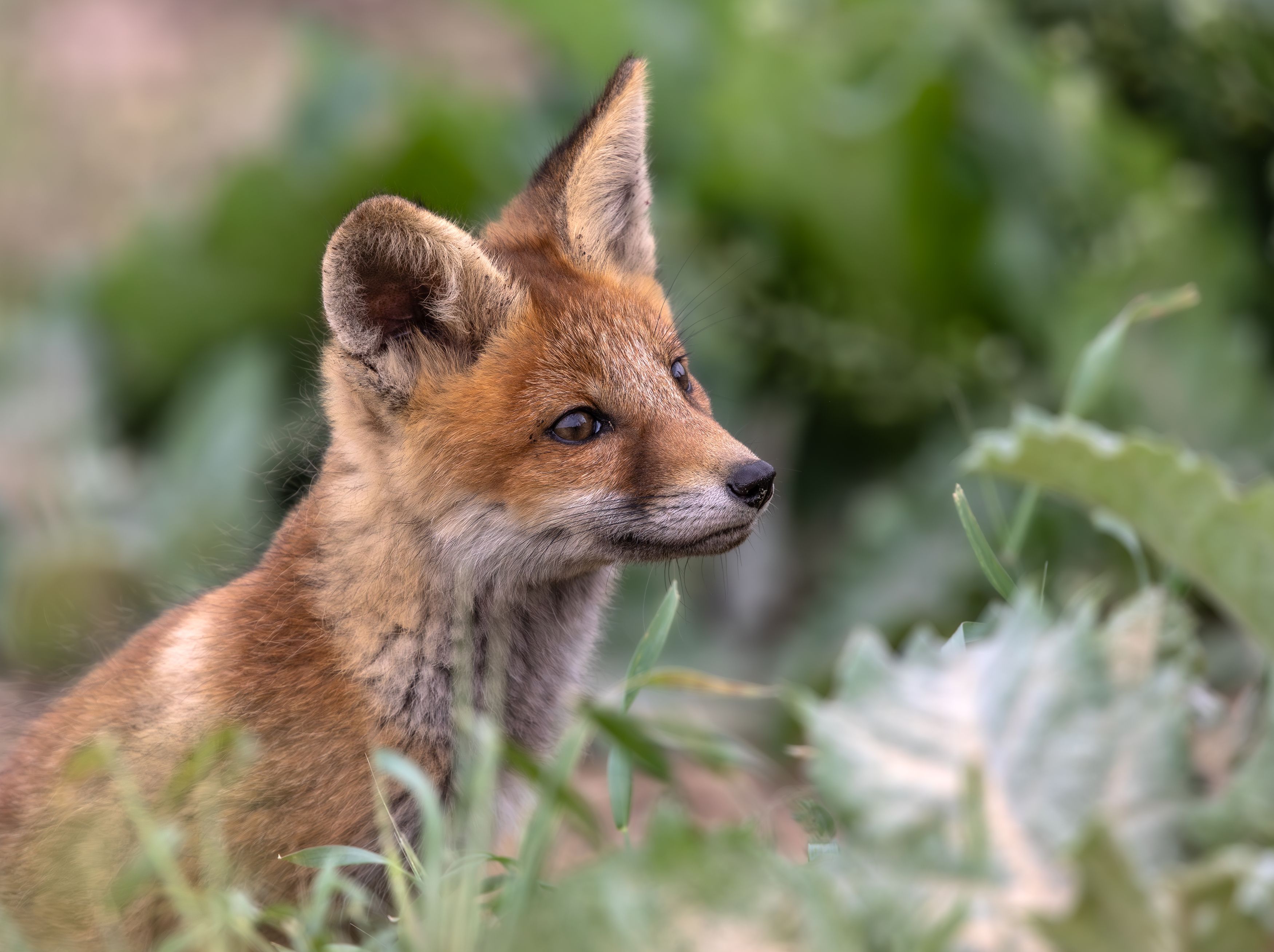 , Веревченко Михаил