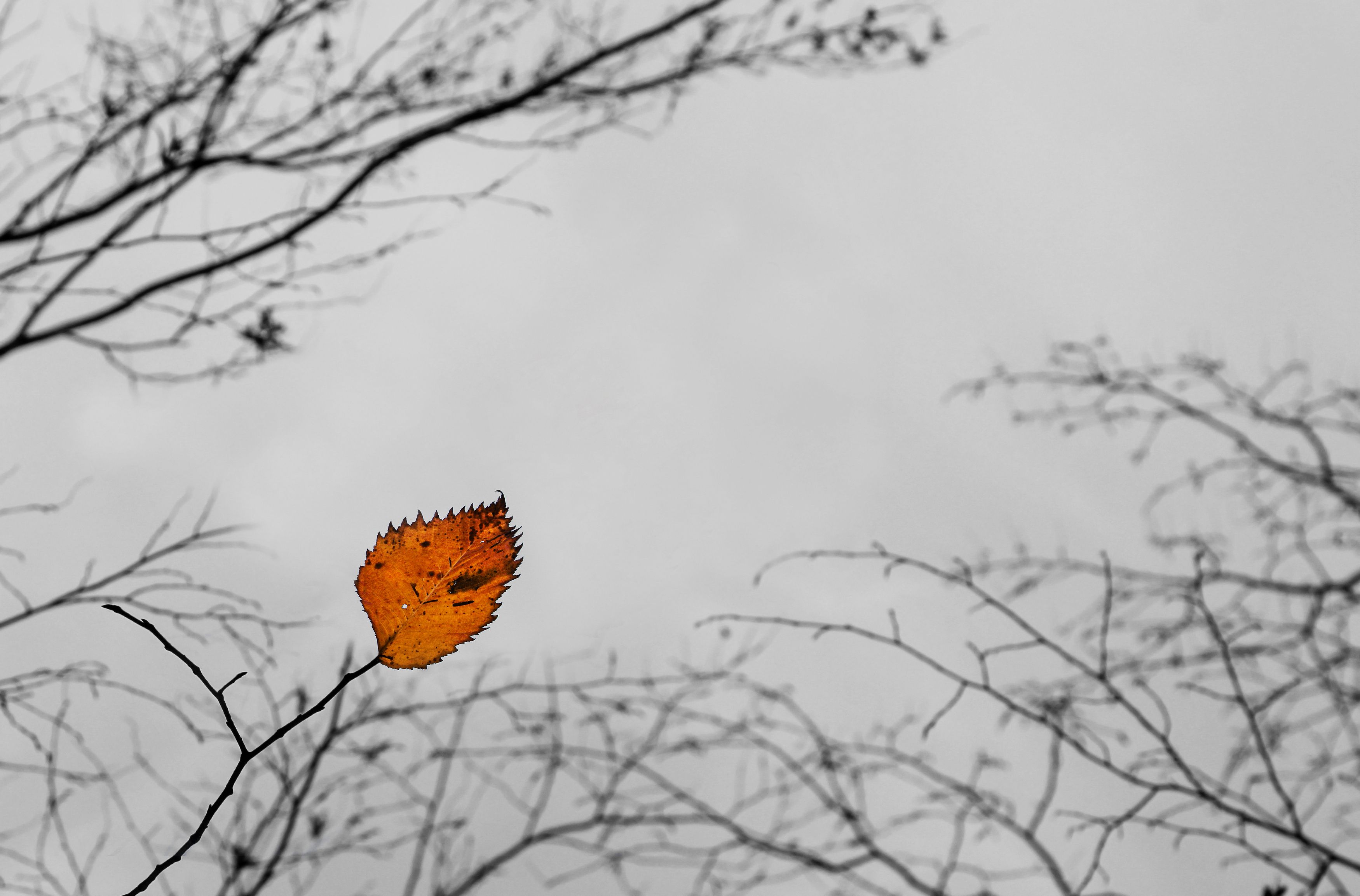 , Вадим Городницкий
