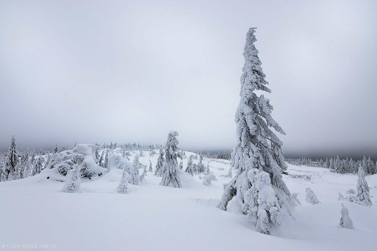 , Антон Кошетаров