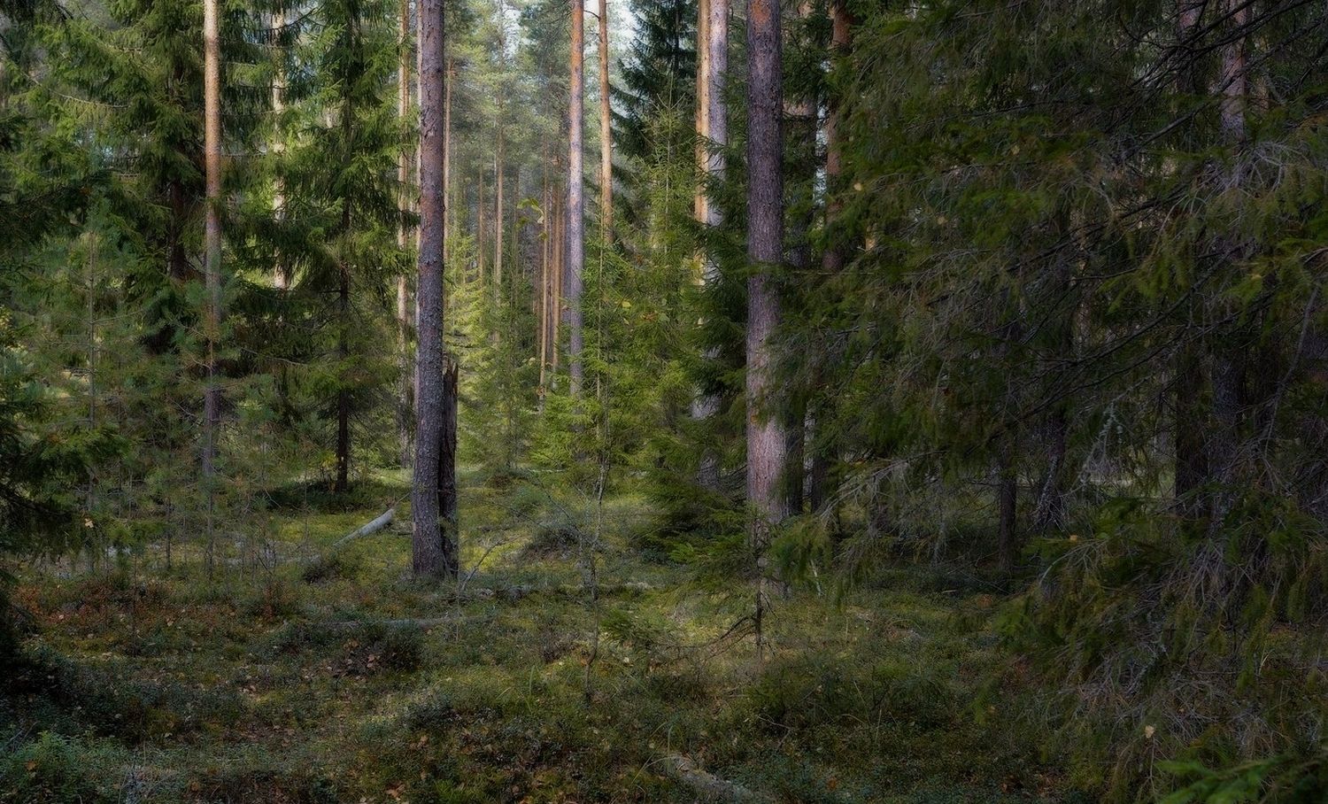 лес, сосны, ели, тропинка, осень, август,, Петров Игорь