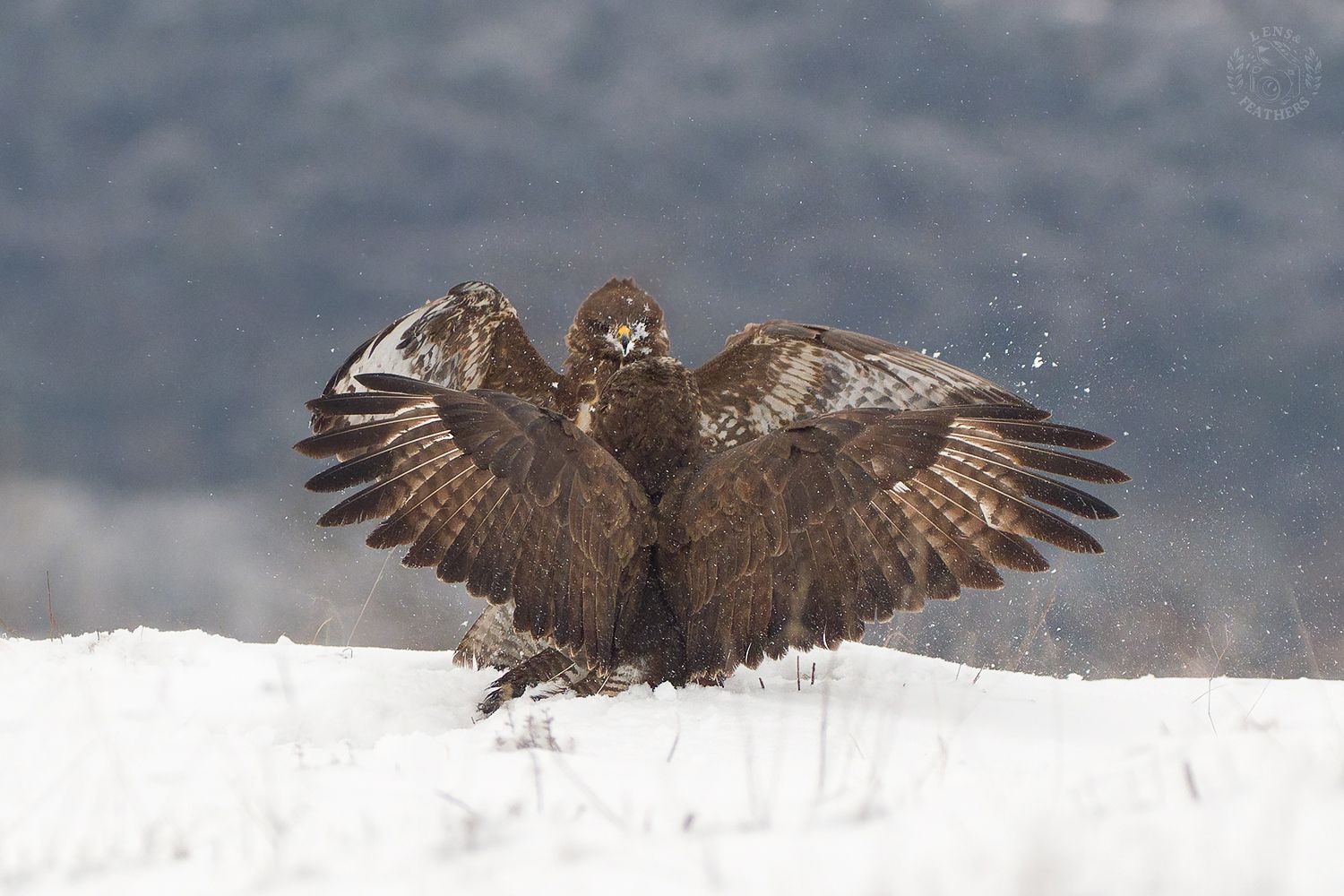 , Евгени Стефанов