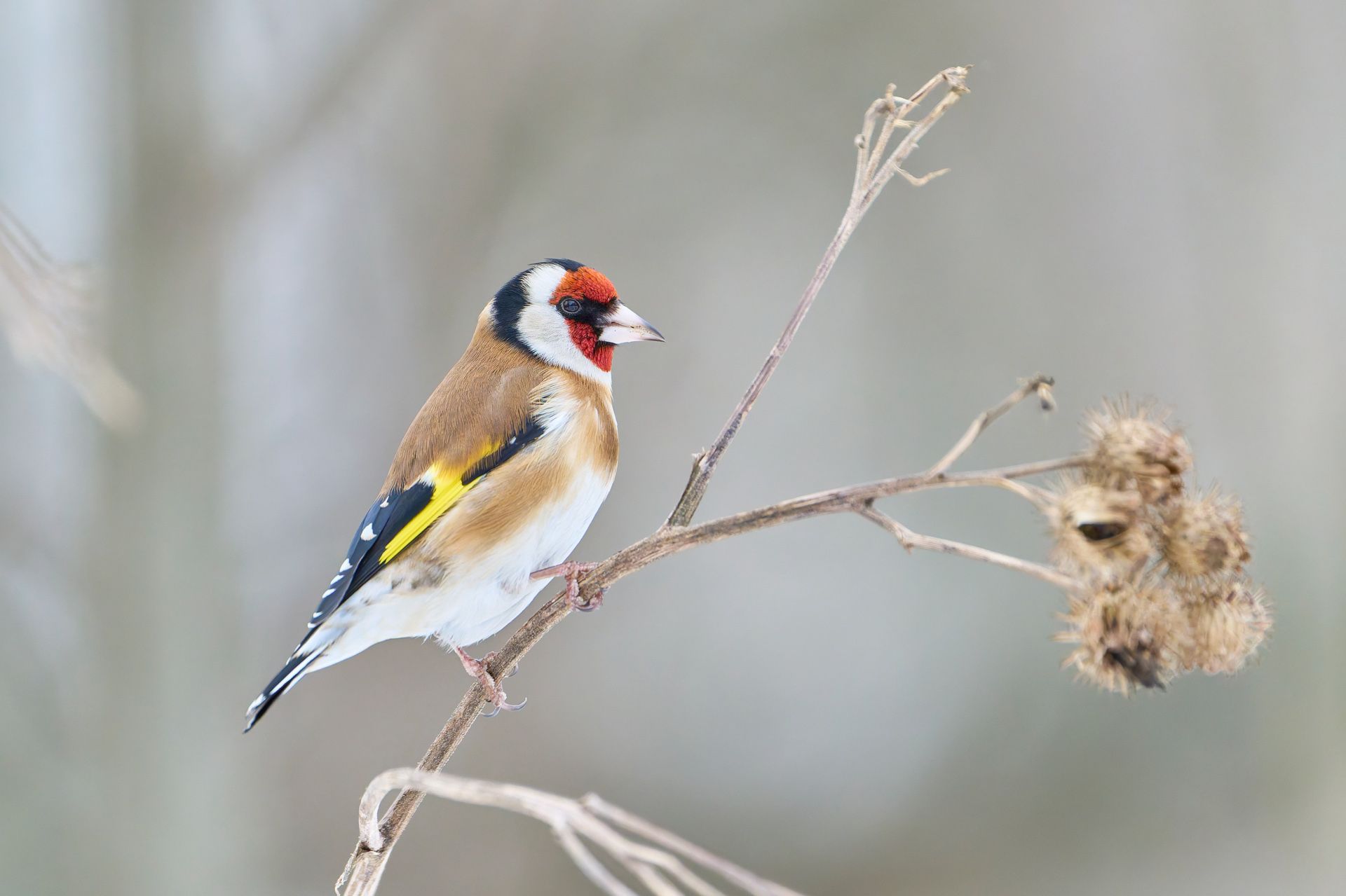 птицы, щегол, зима, Стас