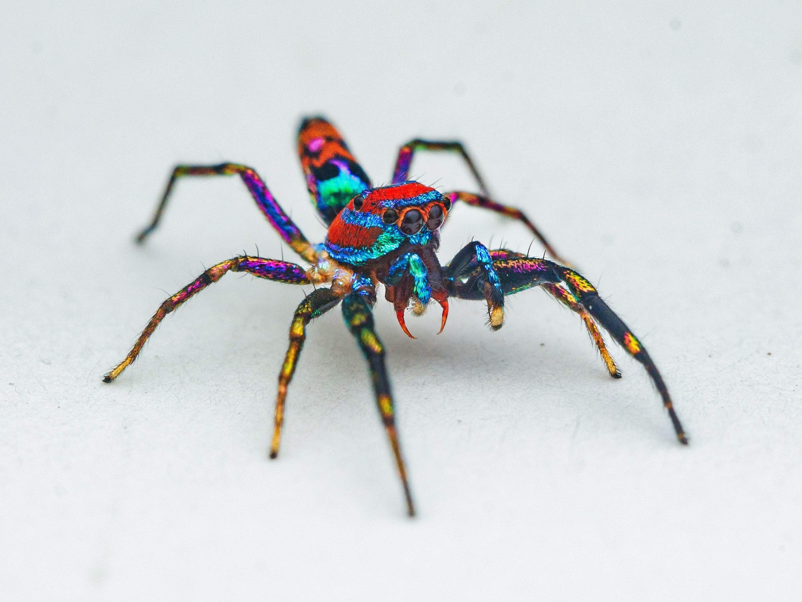 #jumpingspider, #spider, #macro, #photography, #india, Manjunath Acharya