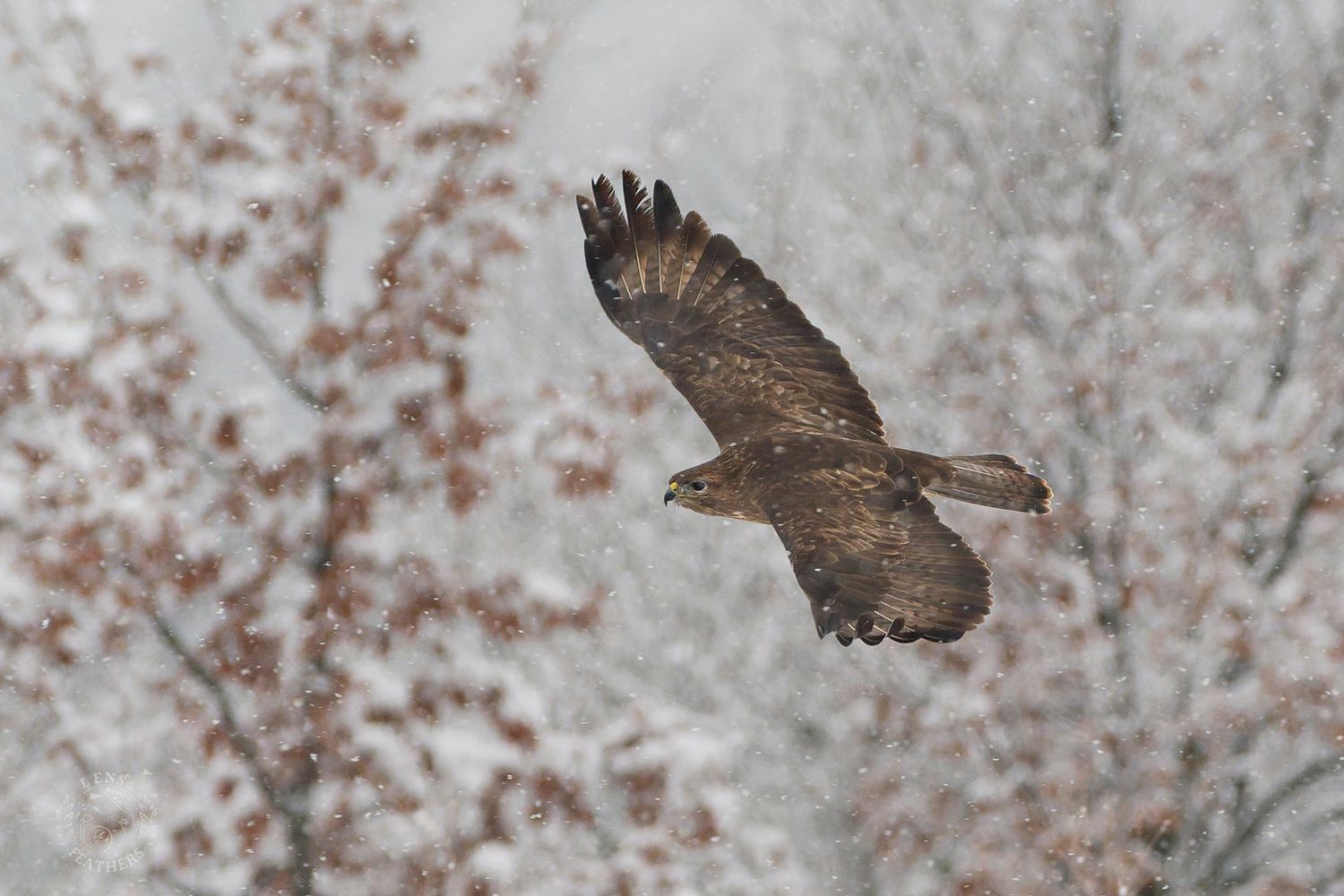 , Евгени Стефанов